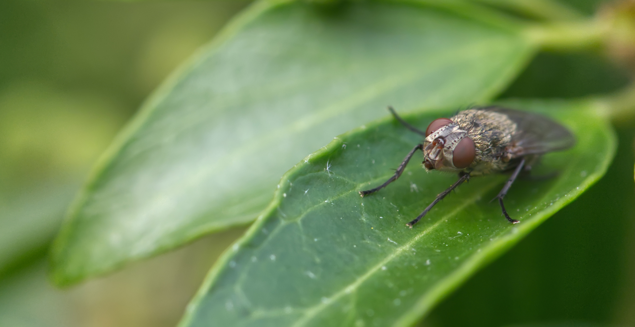 Wurmfliege (Pollenia rudis)