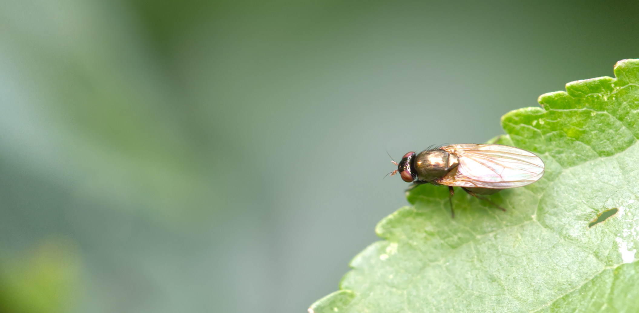 Kleine Dungfliege (Lotophila atra)