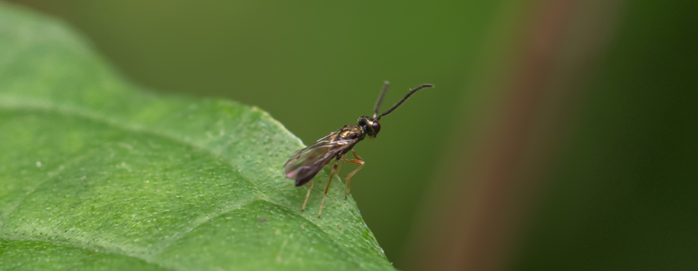 Erzwespe der Familie Diparidae (Chalcidoidea)