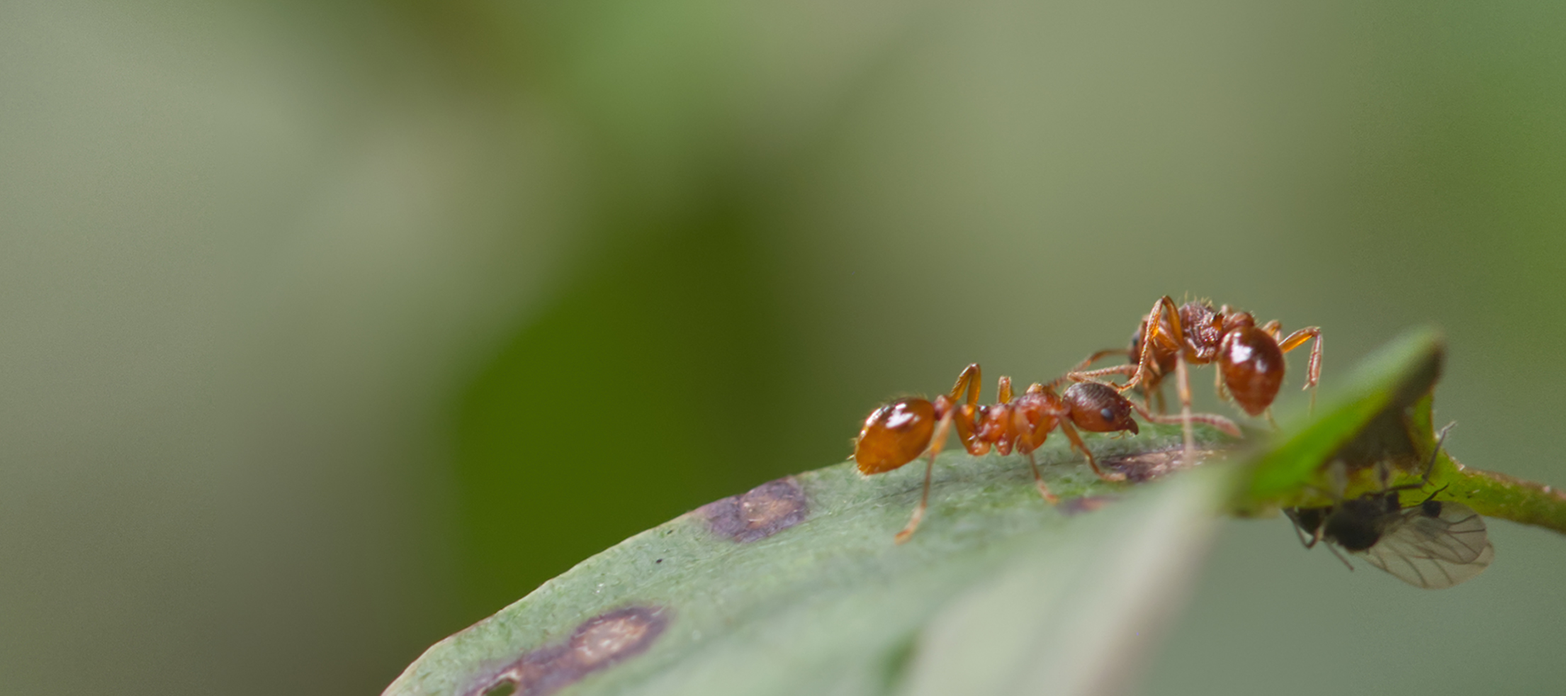 Gelbe Wiesenameisen (Lasius flavus)