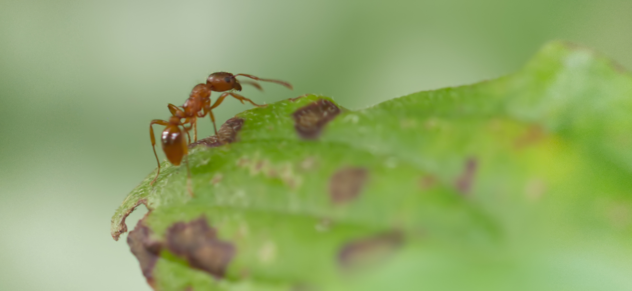 Gelbe Wiesenameise01 (Lasius flavus)
