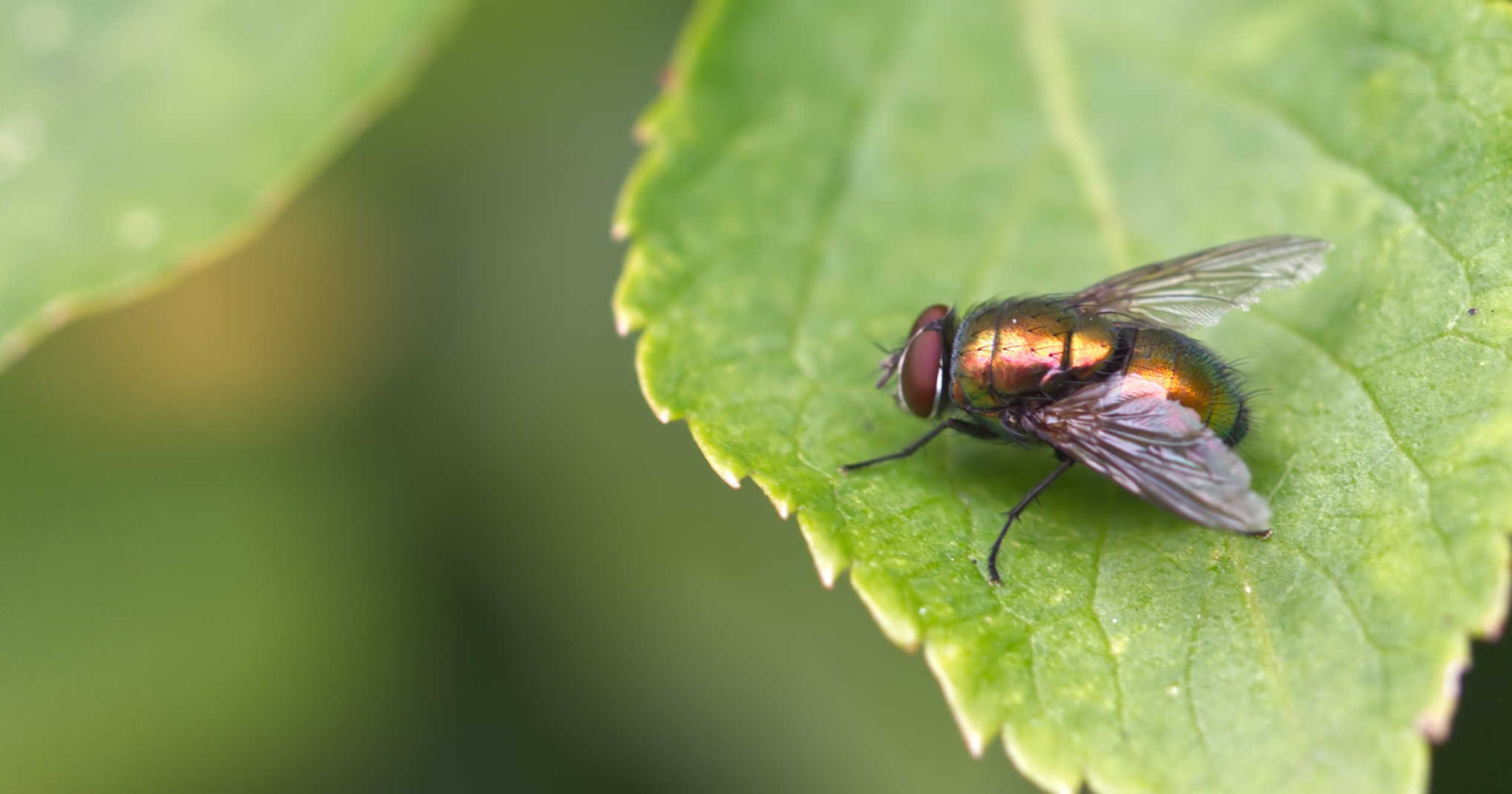 Echte Fliege (Neomyia viridescens)