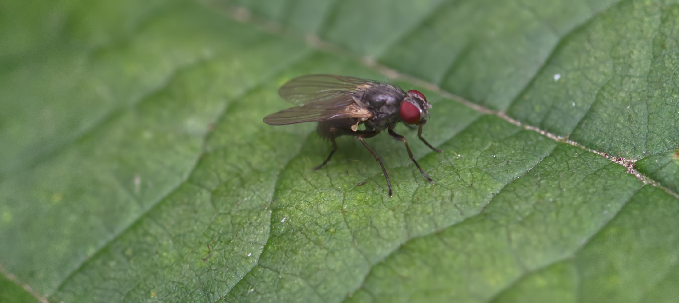 Echte Fliege (Drymeia hamata)