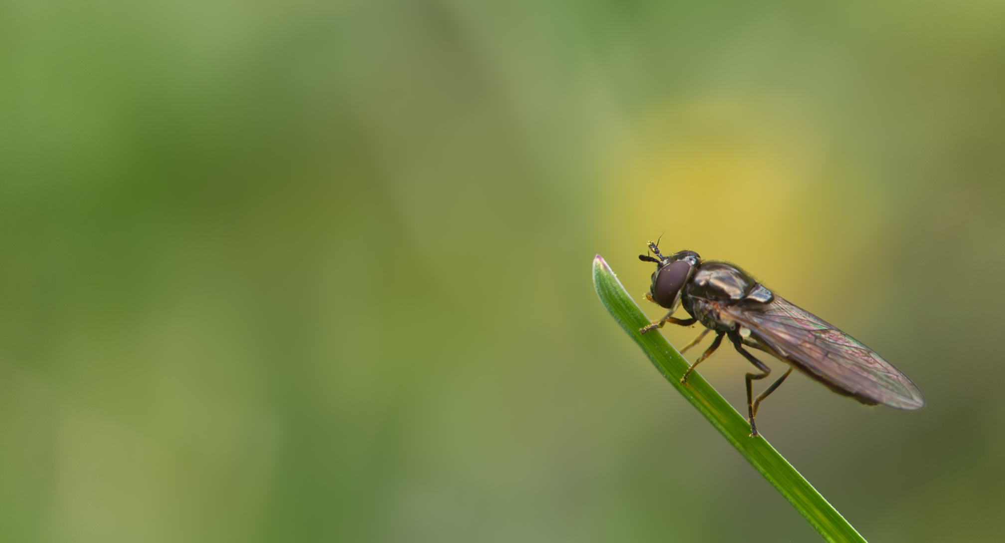 Glänzende Schwarzkopf-Schwebfliege02 (Melanostoma mellinum)