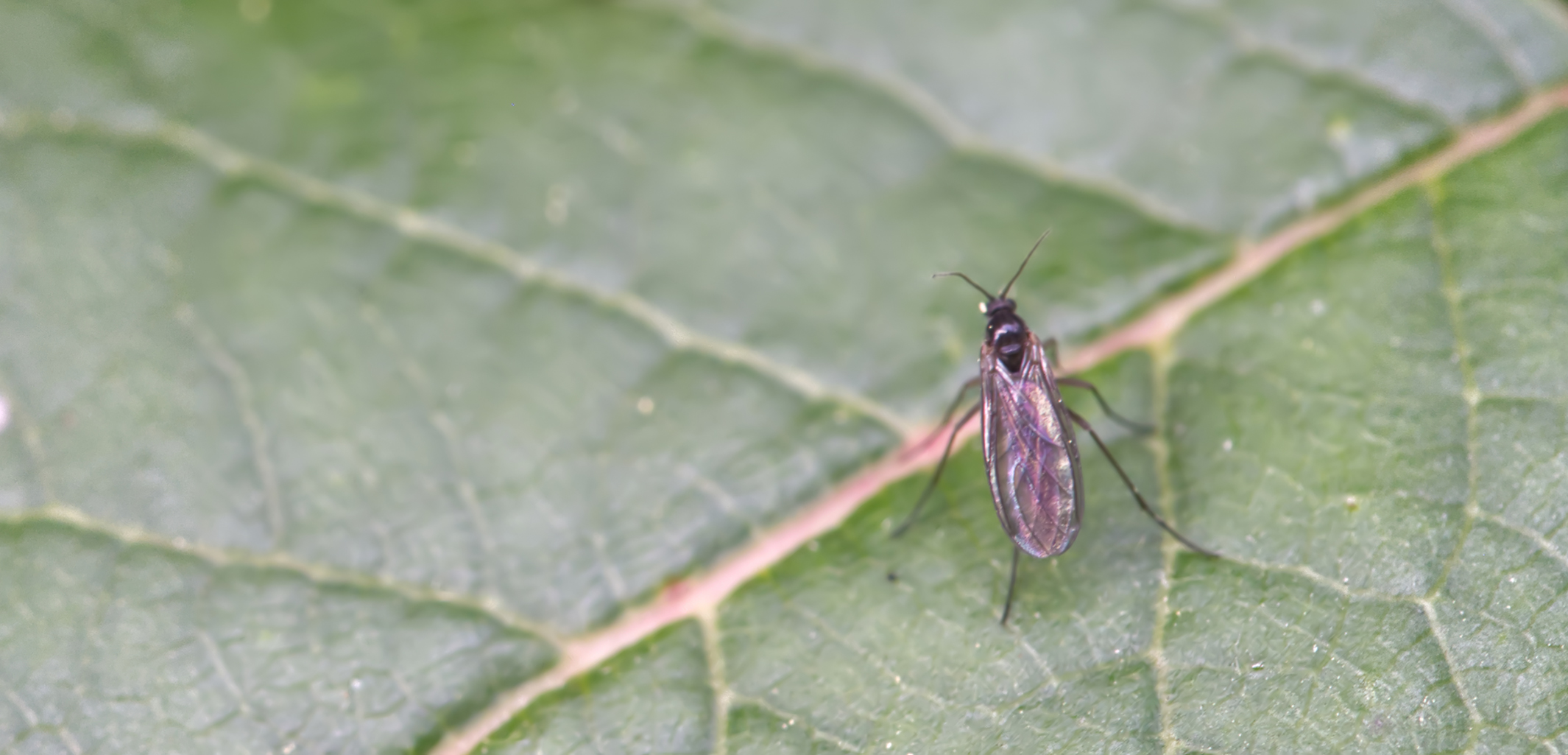 Trauermücke (Schwenckfeldina carbonaria)