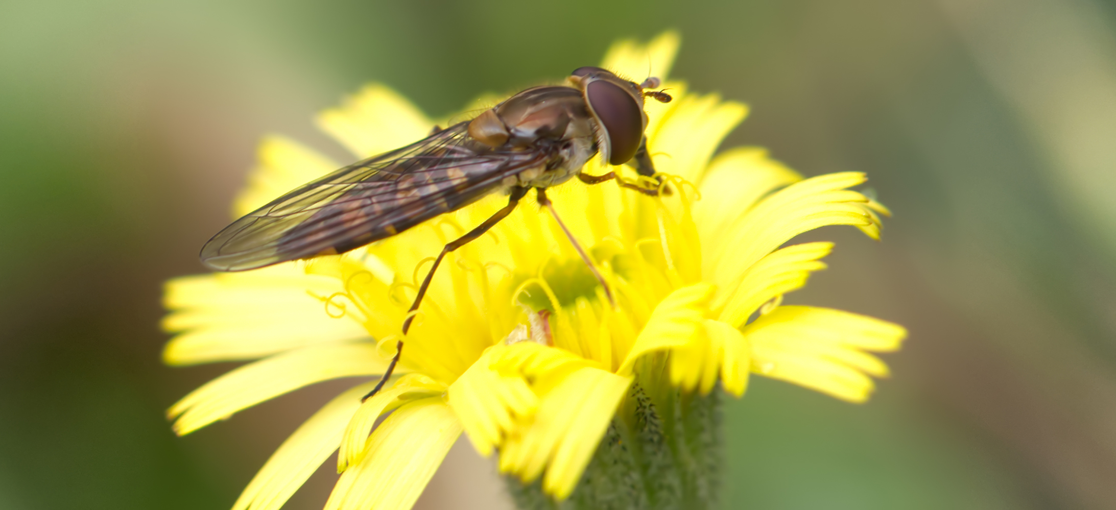 Hainschwebfliege02 (Episyrphus balteatus)