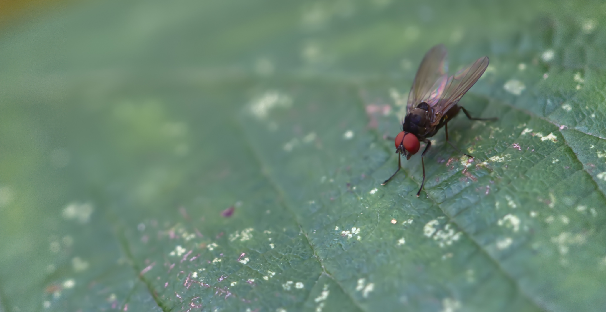 Tummelfliege (Agathomyia viduella)