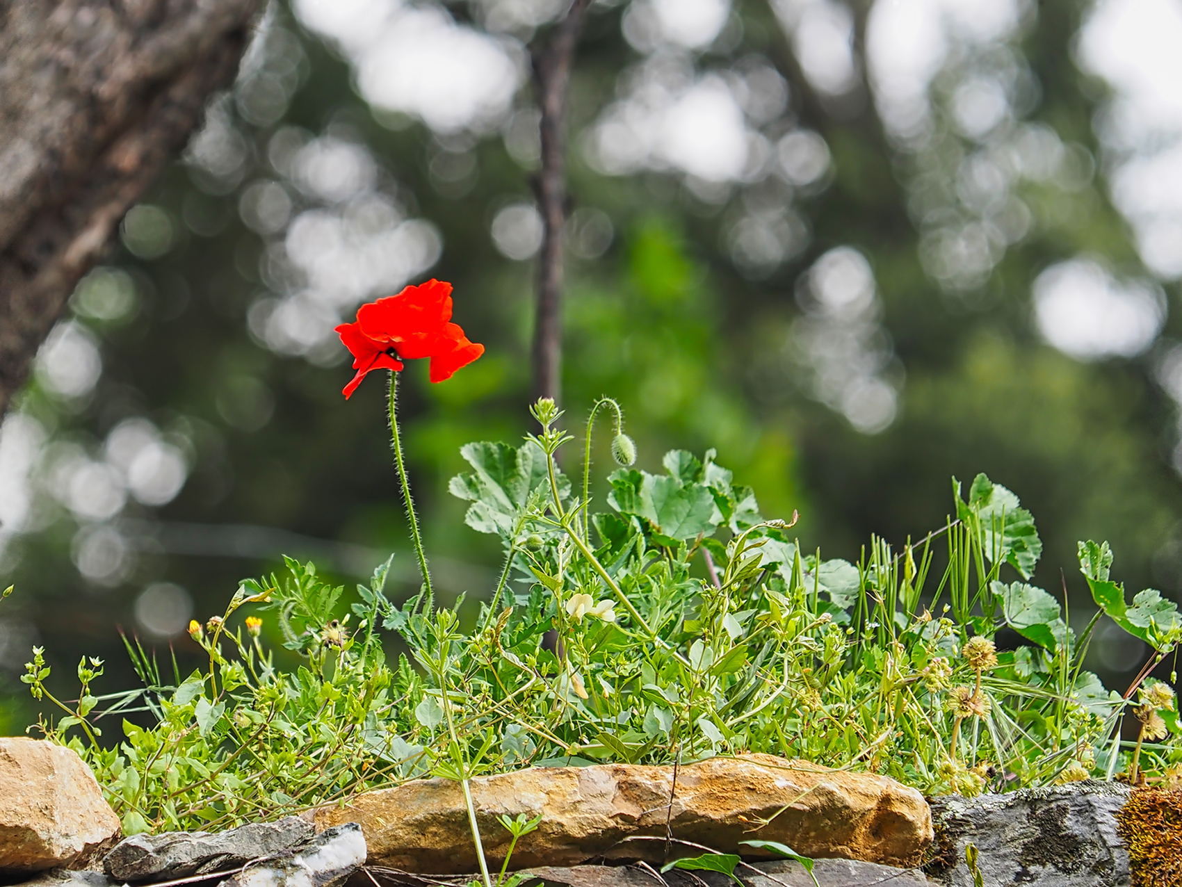 Klatschmohn03 (Papaver rhoeas)