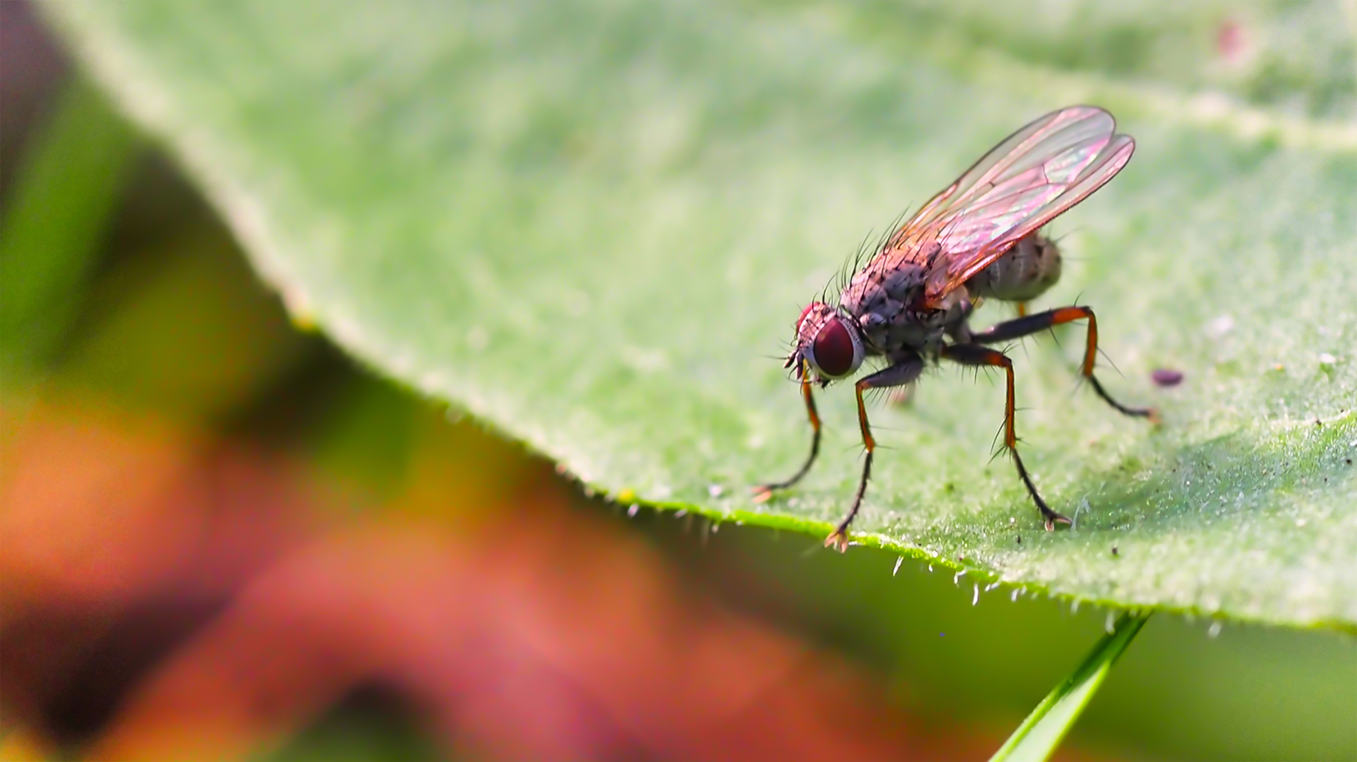 Echte Fliege (Coenosia testacea)