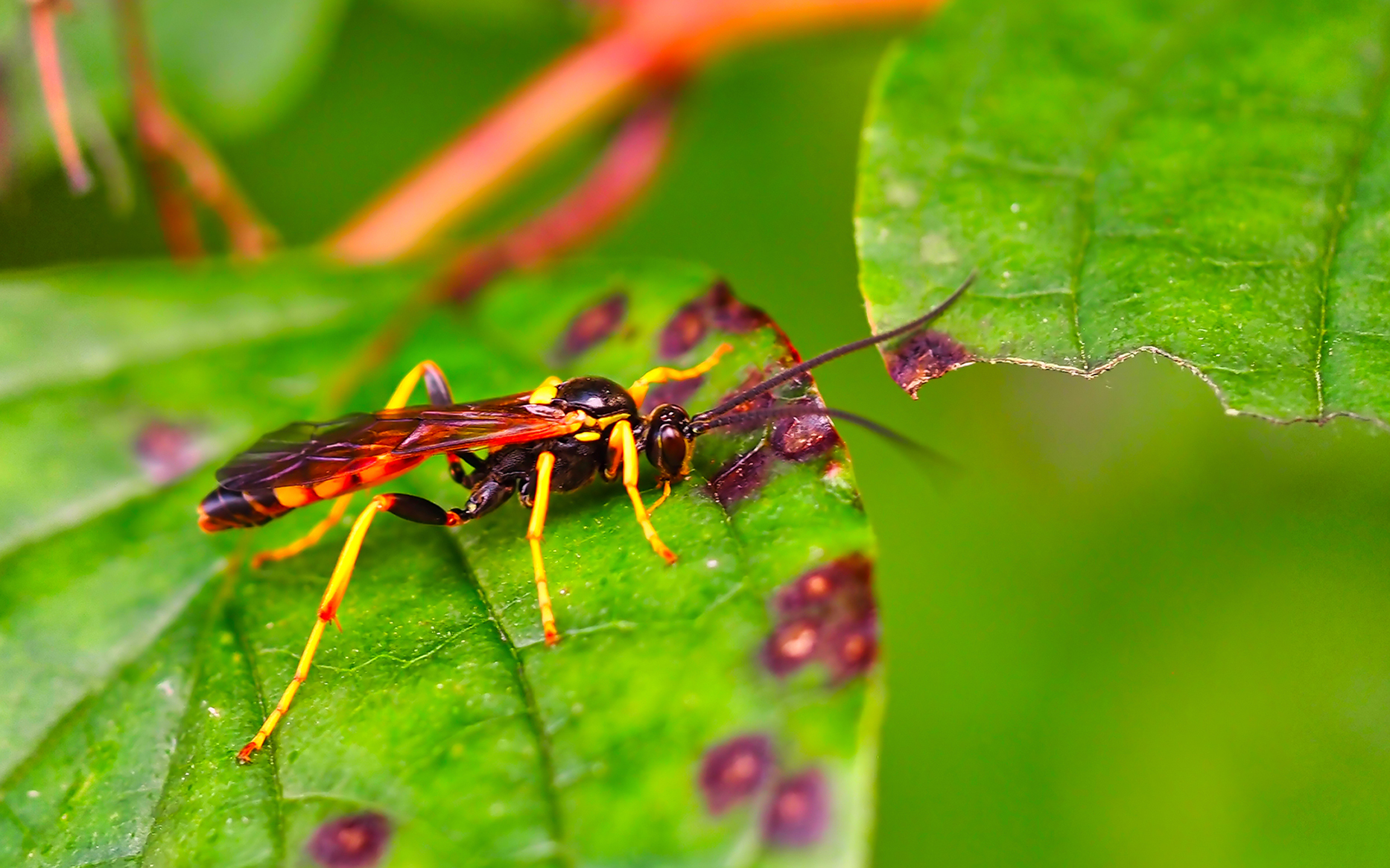 Blattwespe (Tenthredo maculata)