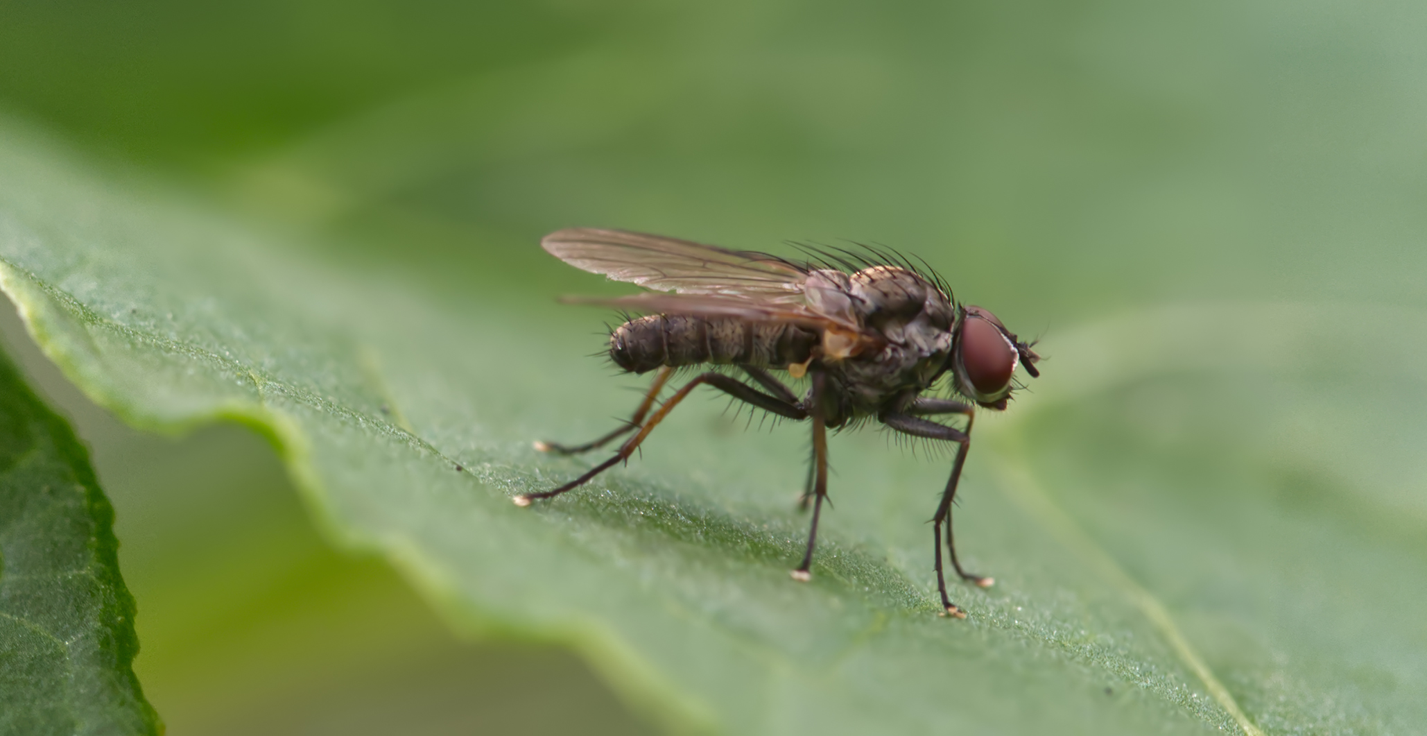 Blumenfliege (Delia radicum)