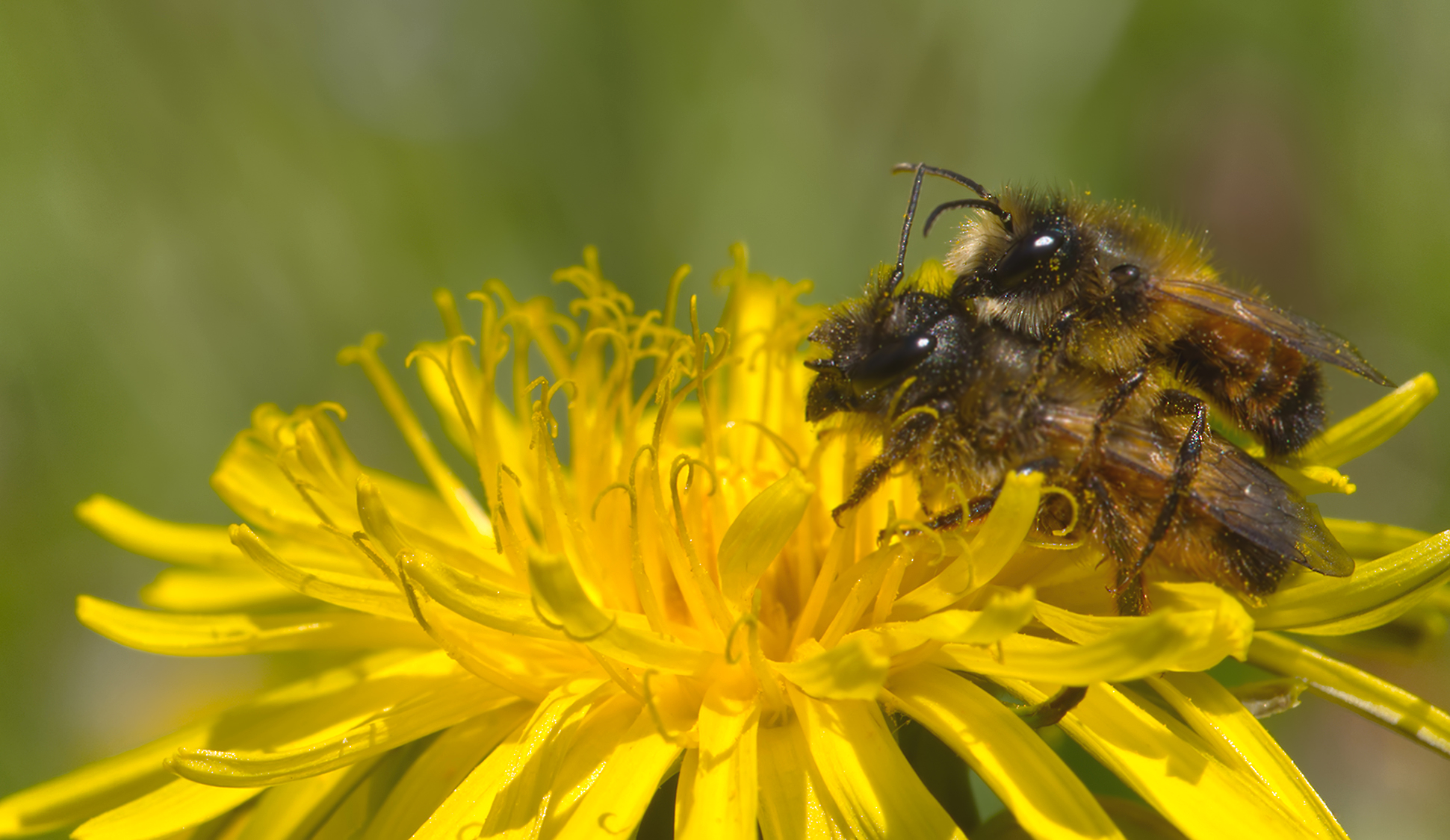 Rostrote Mauerbiene Paar (Osmia bicornis)