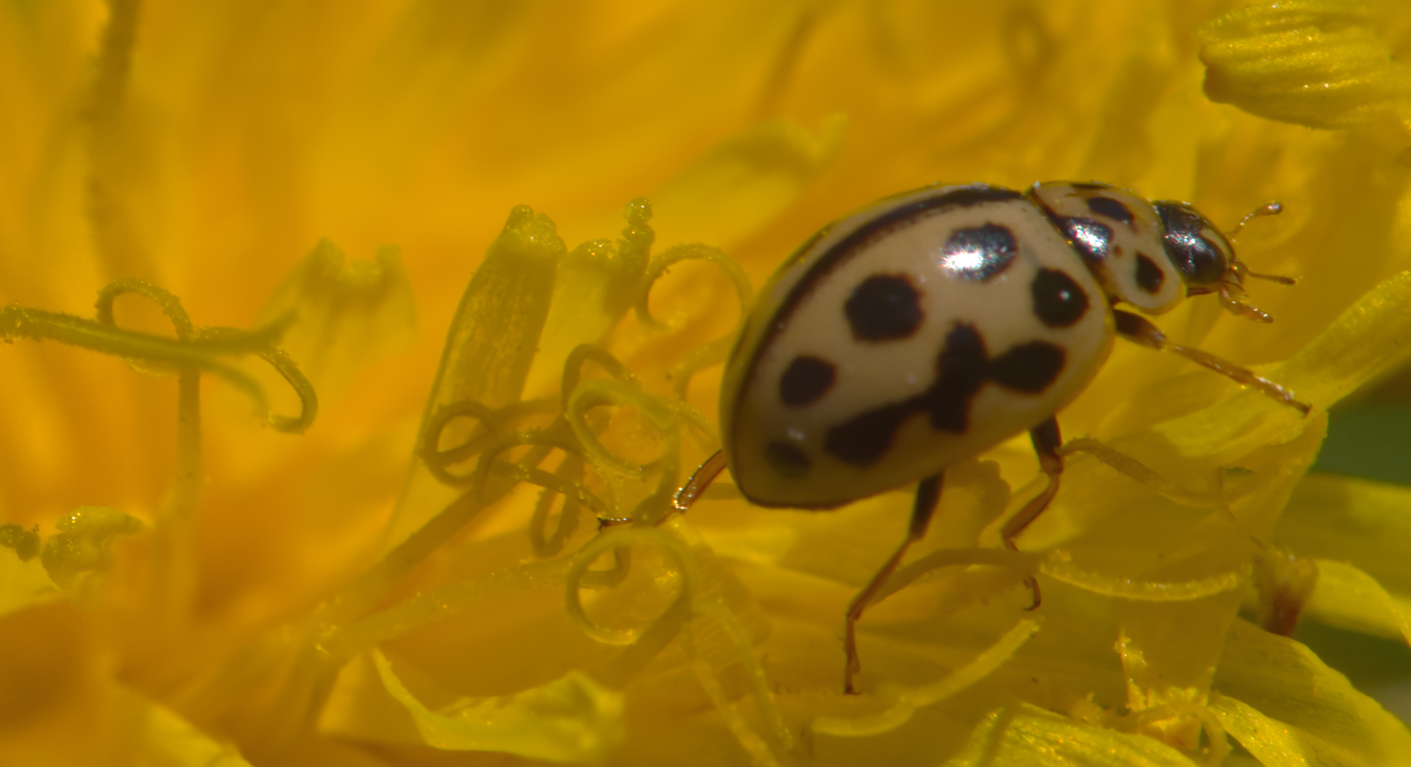 Sechzehnpunkt-Marienkäfer (Tytthaspis sedecimpunctata)