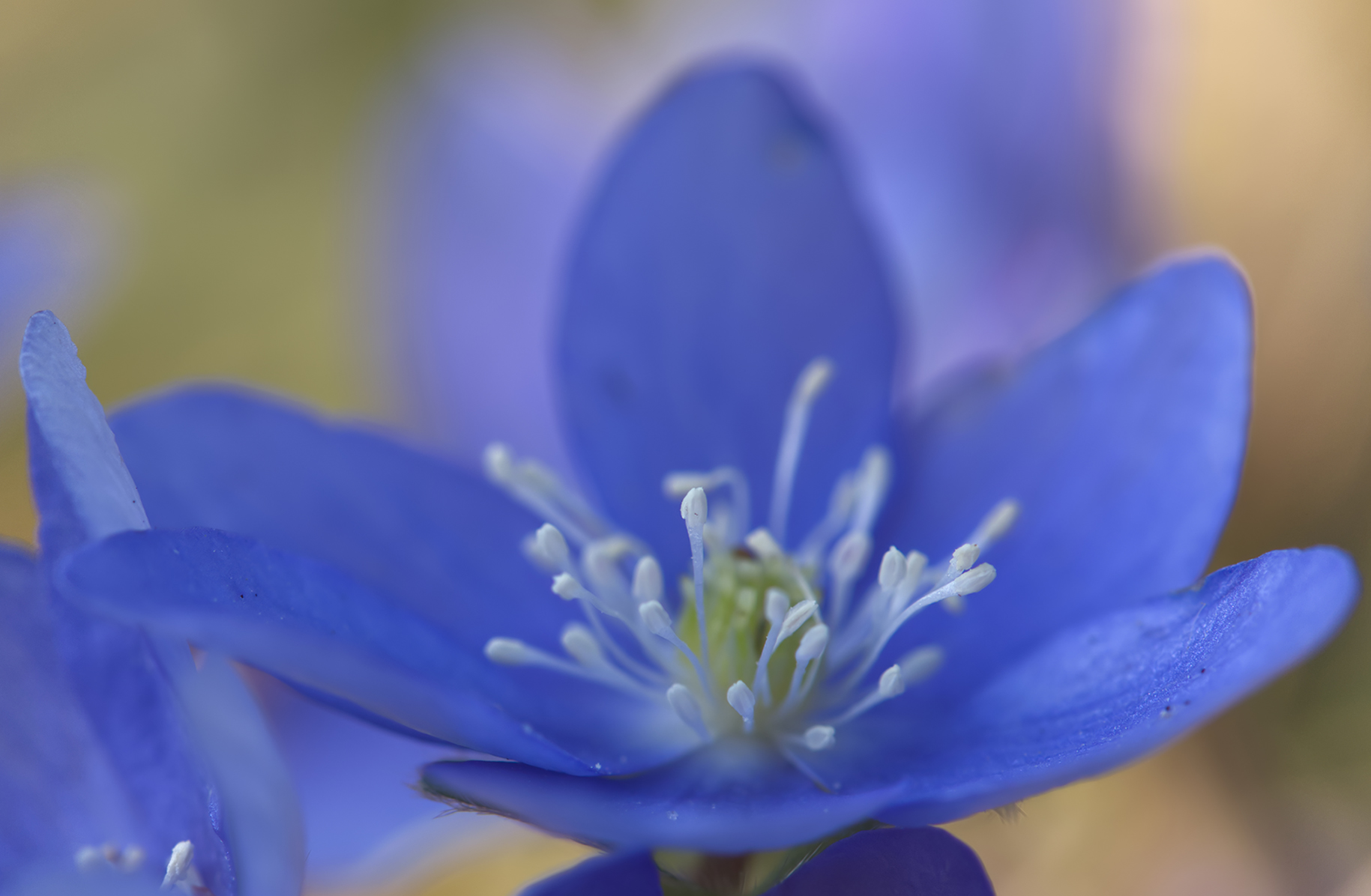 Leberblümchen (Hepatica nobilis)