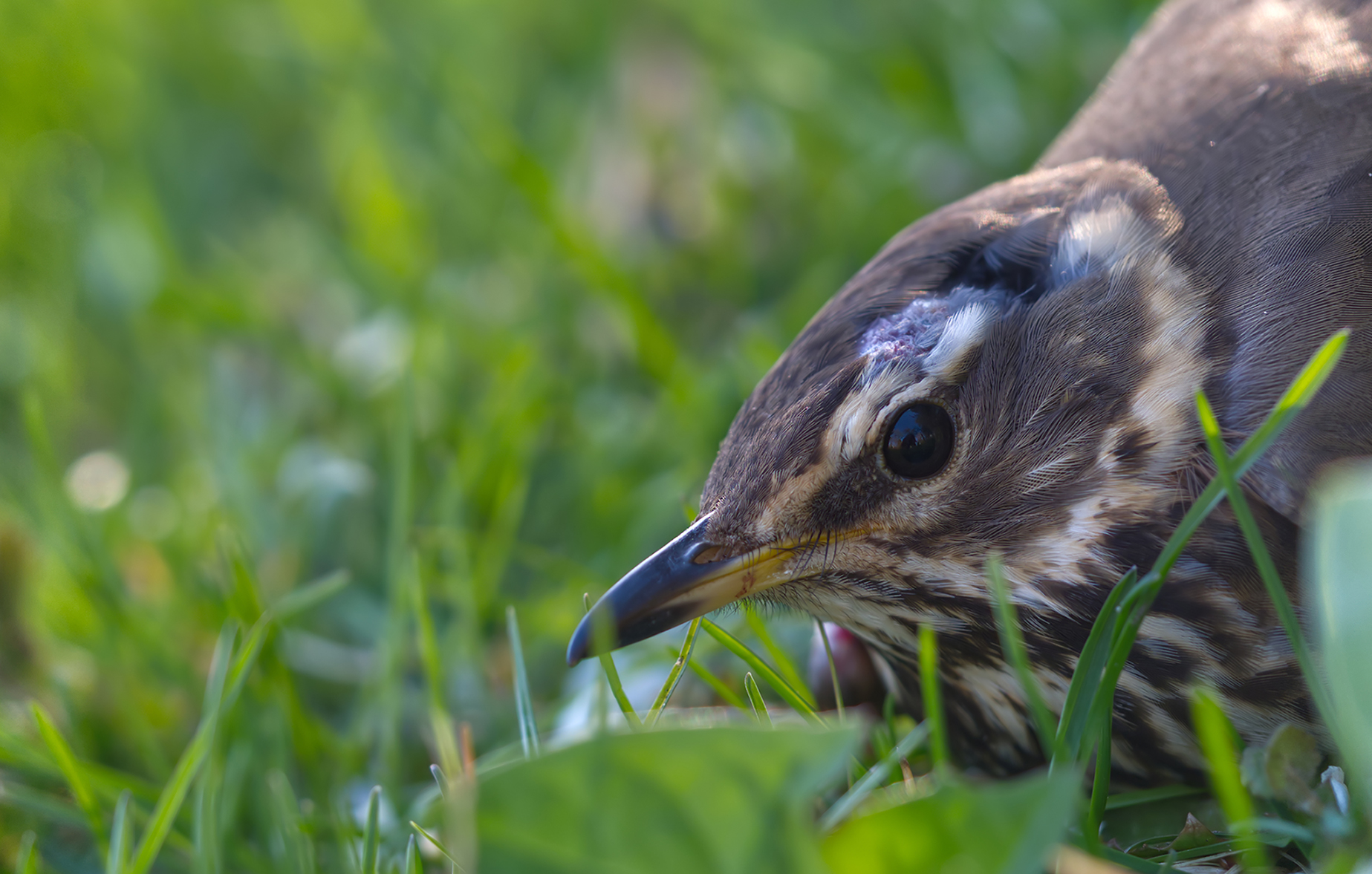 Rotdrossel (Turdus iliacus)