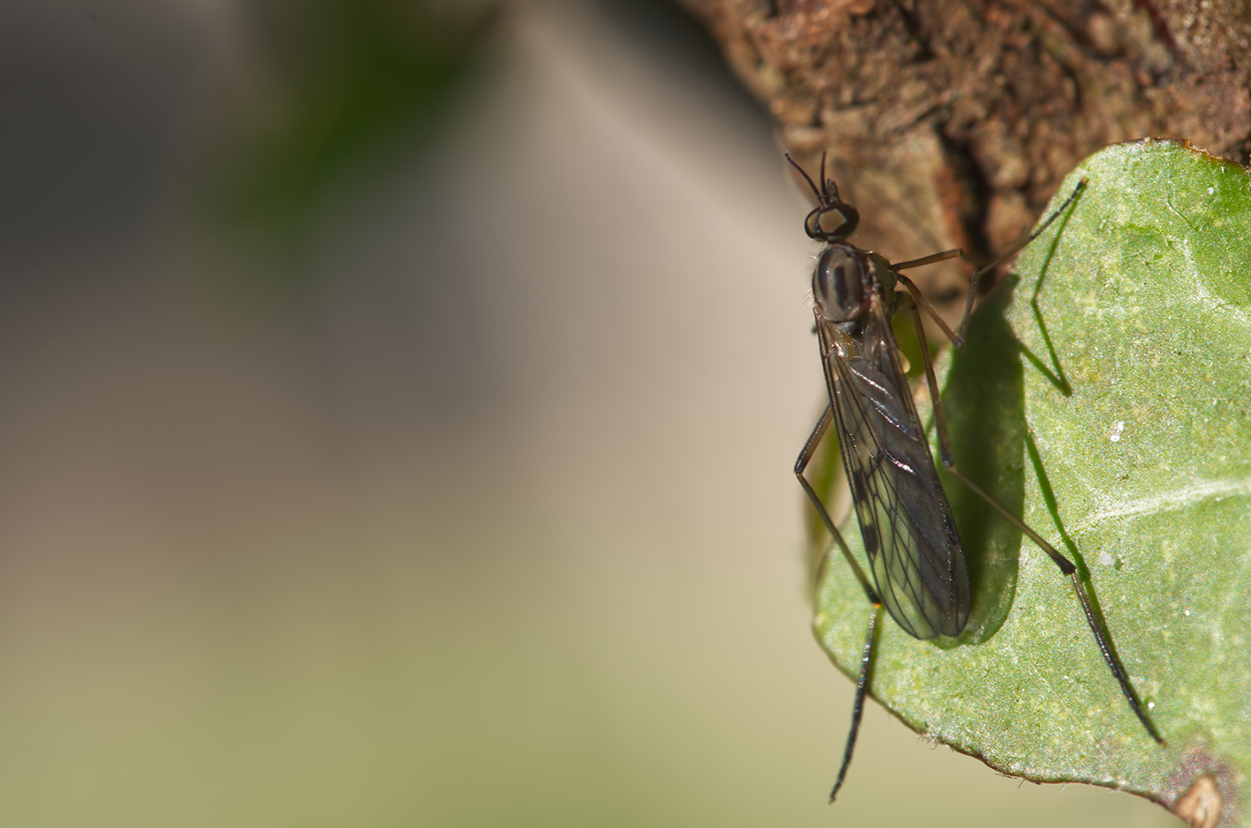 Fenstermücke02 (Sylvicola fuscatus)