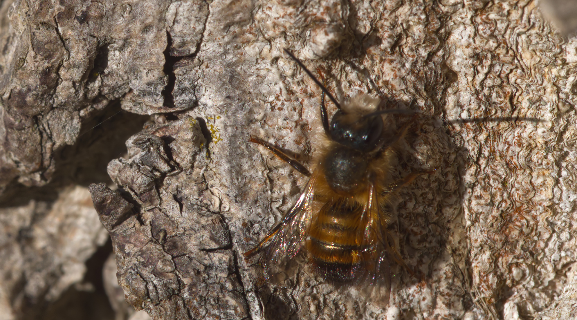 Rostrote Mauerbiene (Osmia bicornis)