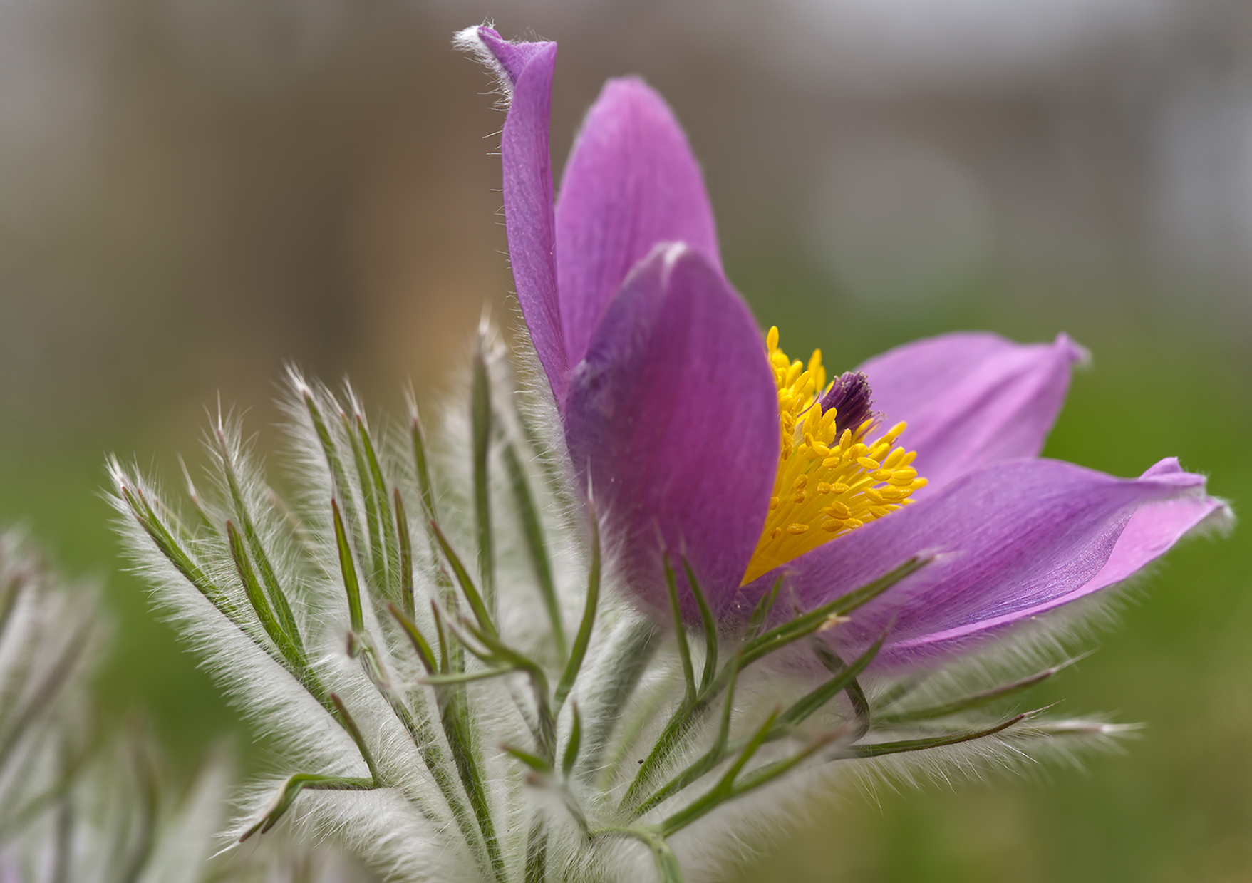 Gewöhnliche Kuhschelle02 (Pulsatilla vulgaris)