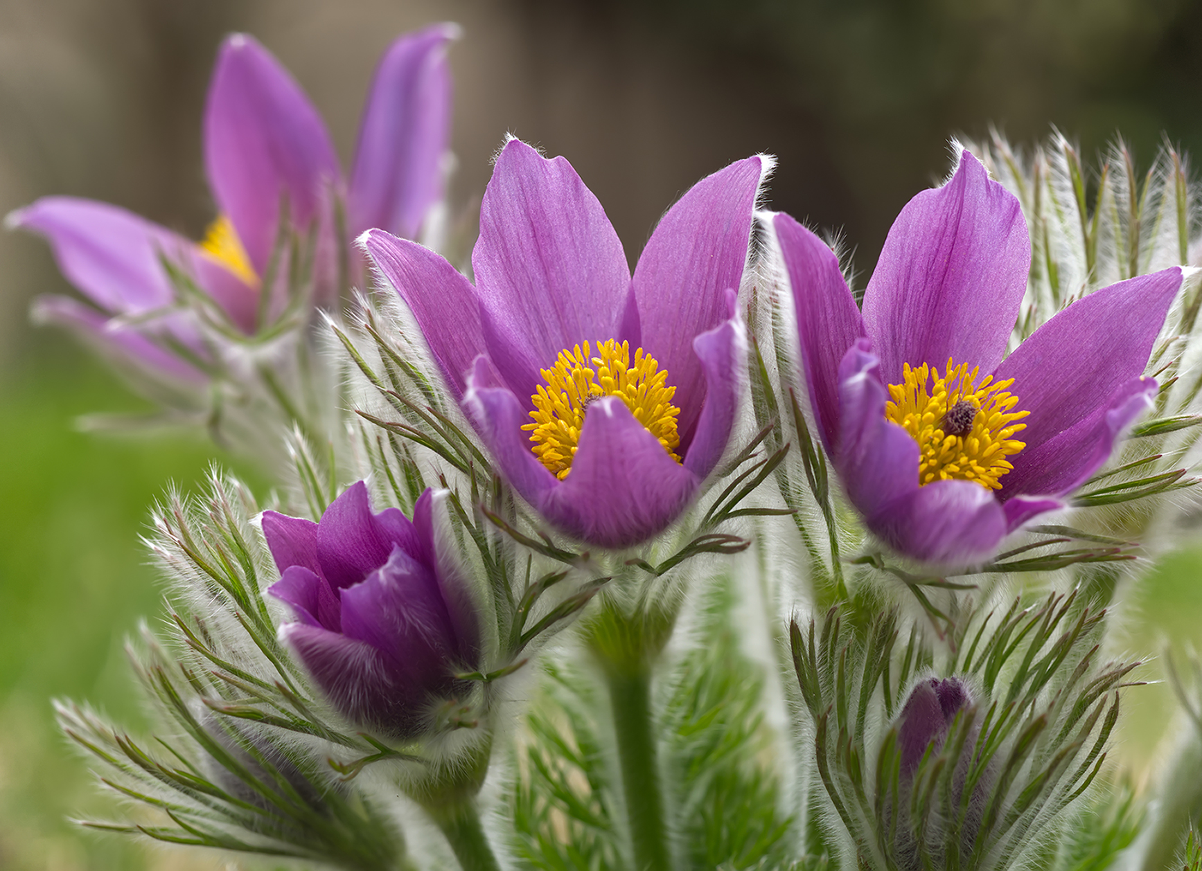 Gewöhnliche Kuhschelle01 (Pulsatilla vulgaris)