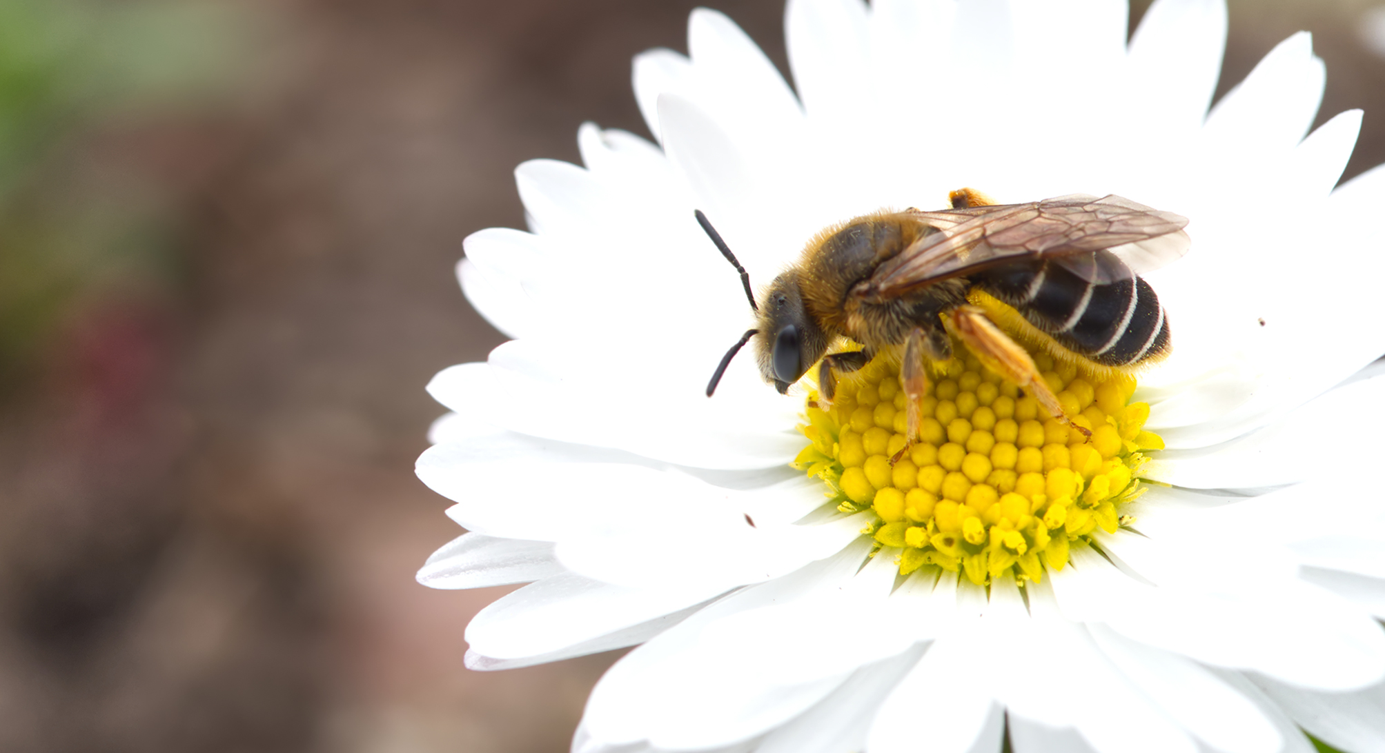Gelbbeinige Kiel-Sandbiene02 (Andrena chrysosceles)