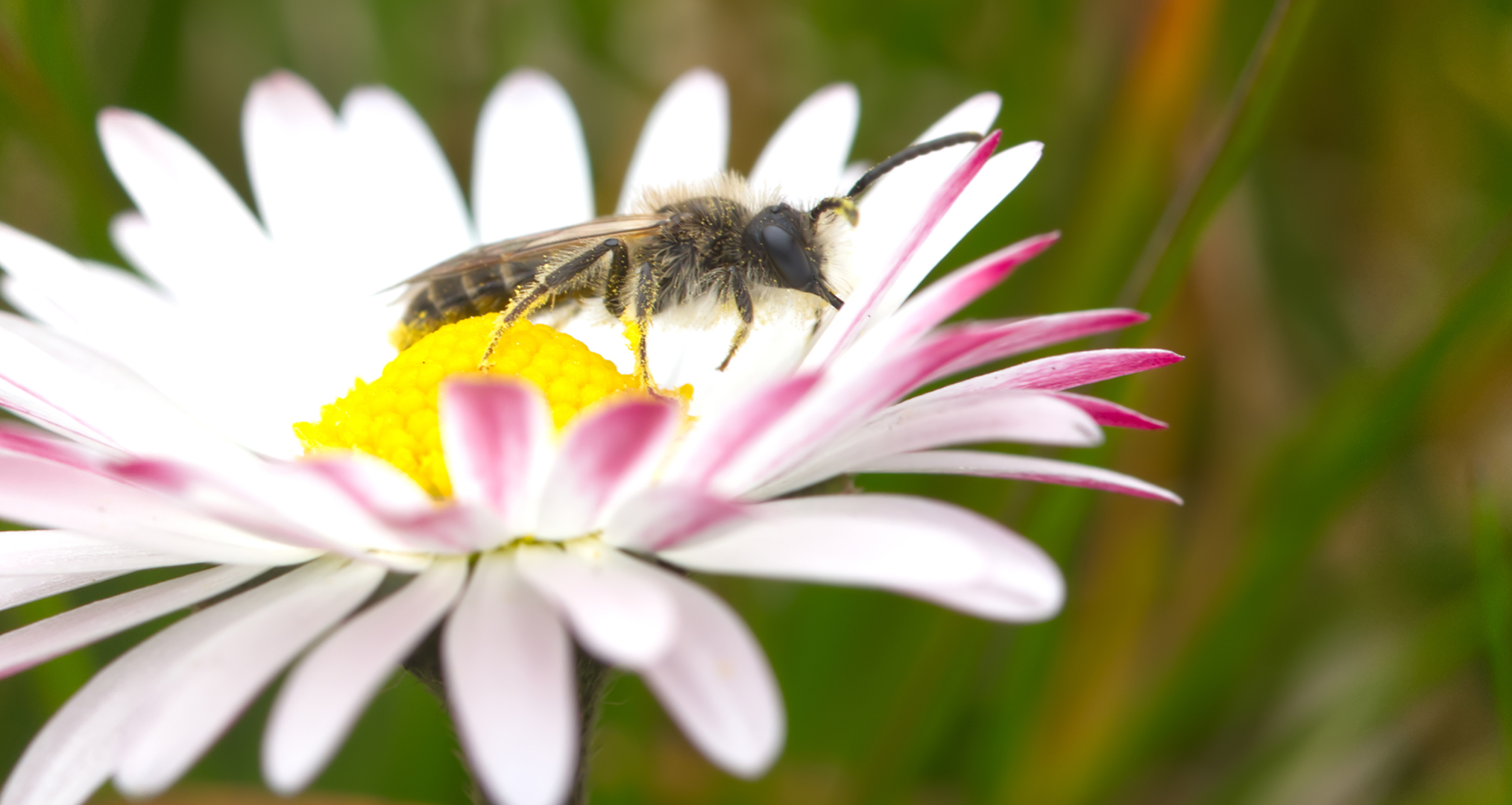 Rotbauch-Sandbiene (Andrena ventralis)