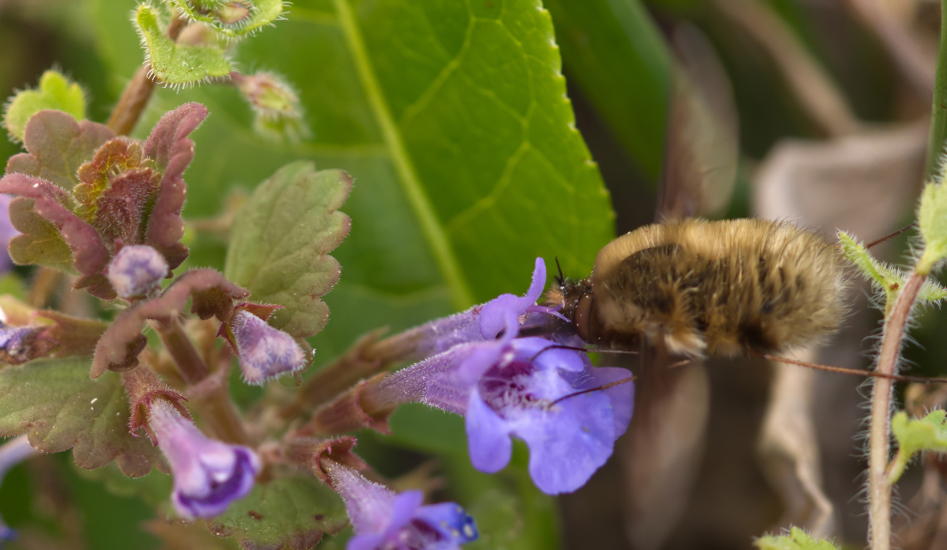 Großer Wollschweber (Bombylius major)