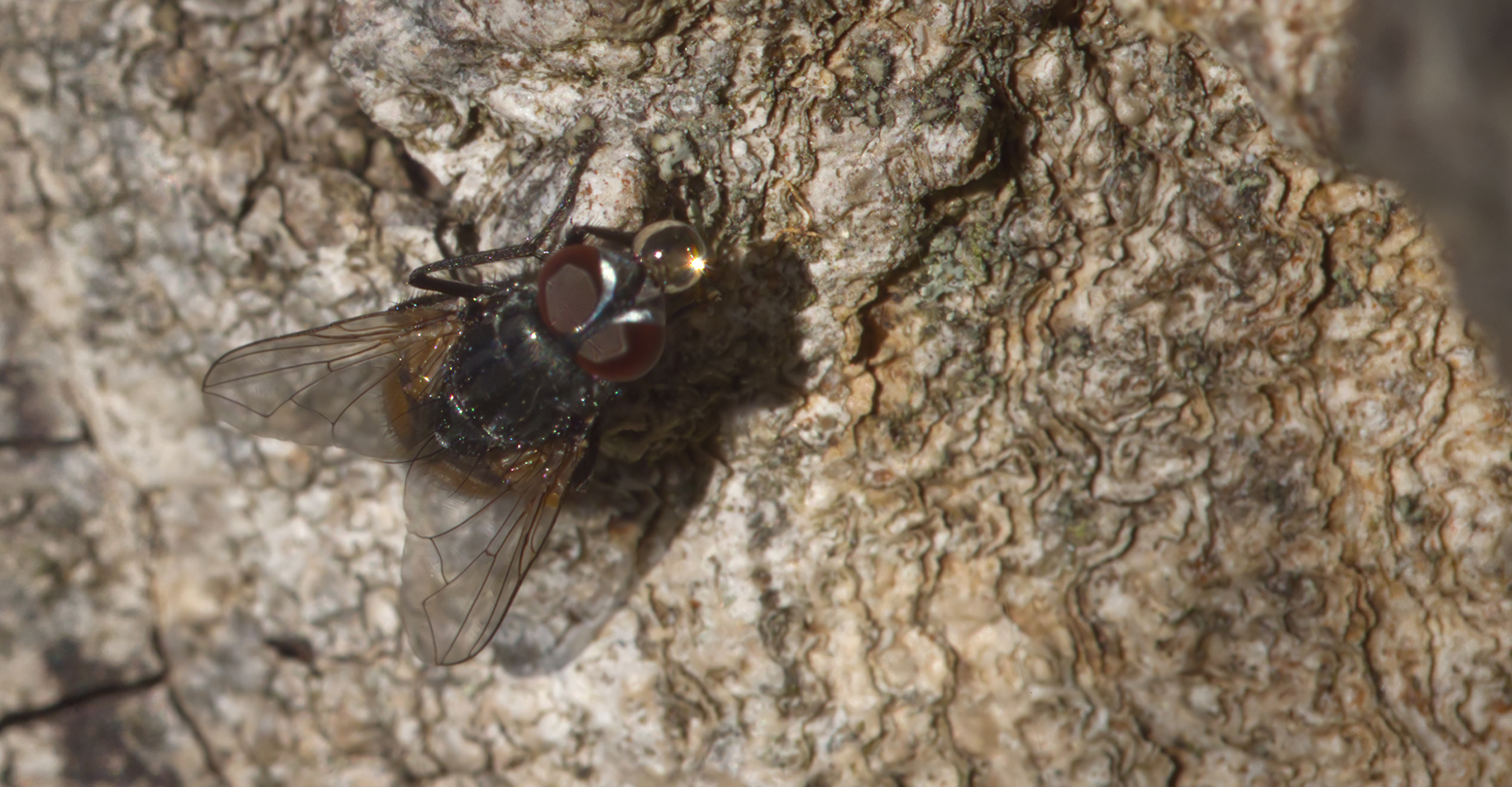 Gefleckte Hausfliege (Graphomya maculata) mit Verdauungstropfen