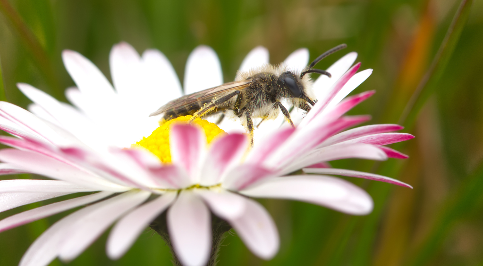 Rotbauch-Sandbiene (Andrena ventralis)