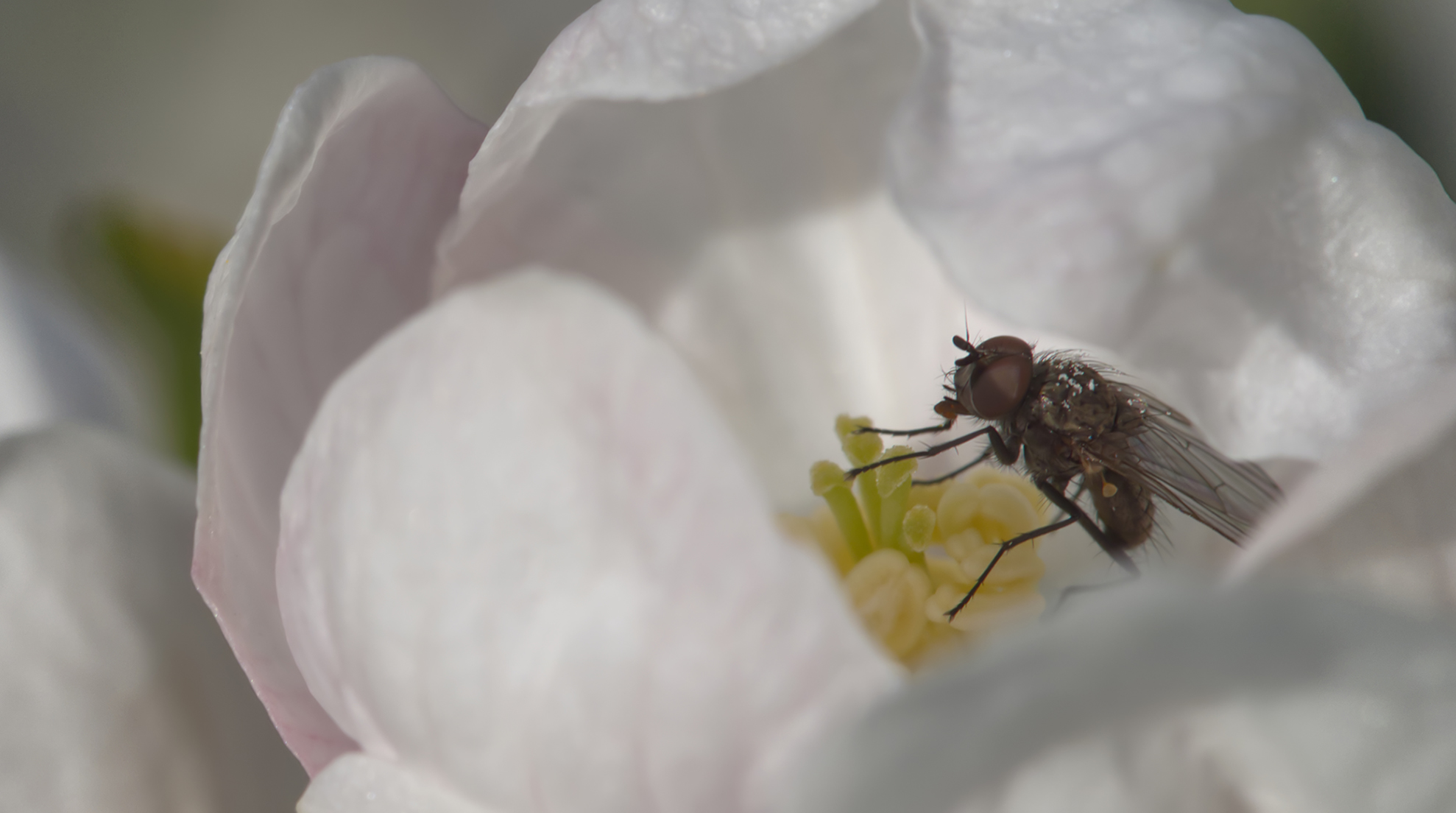 Kleine Kohlfliege02 (Delia radicum)