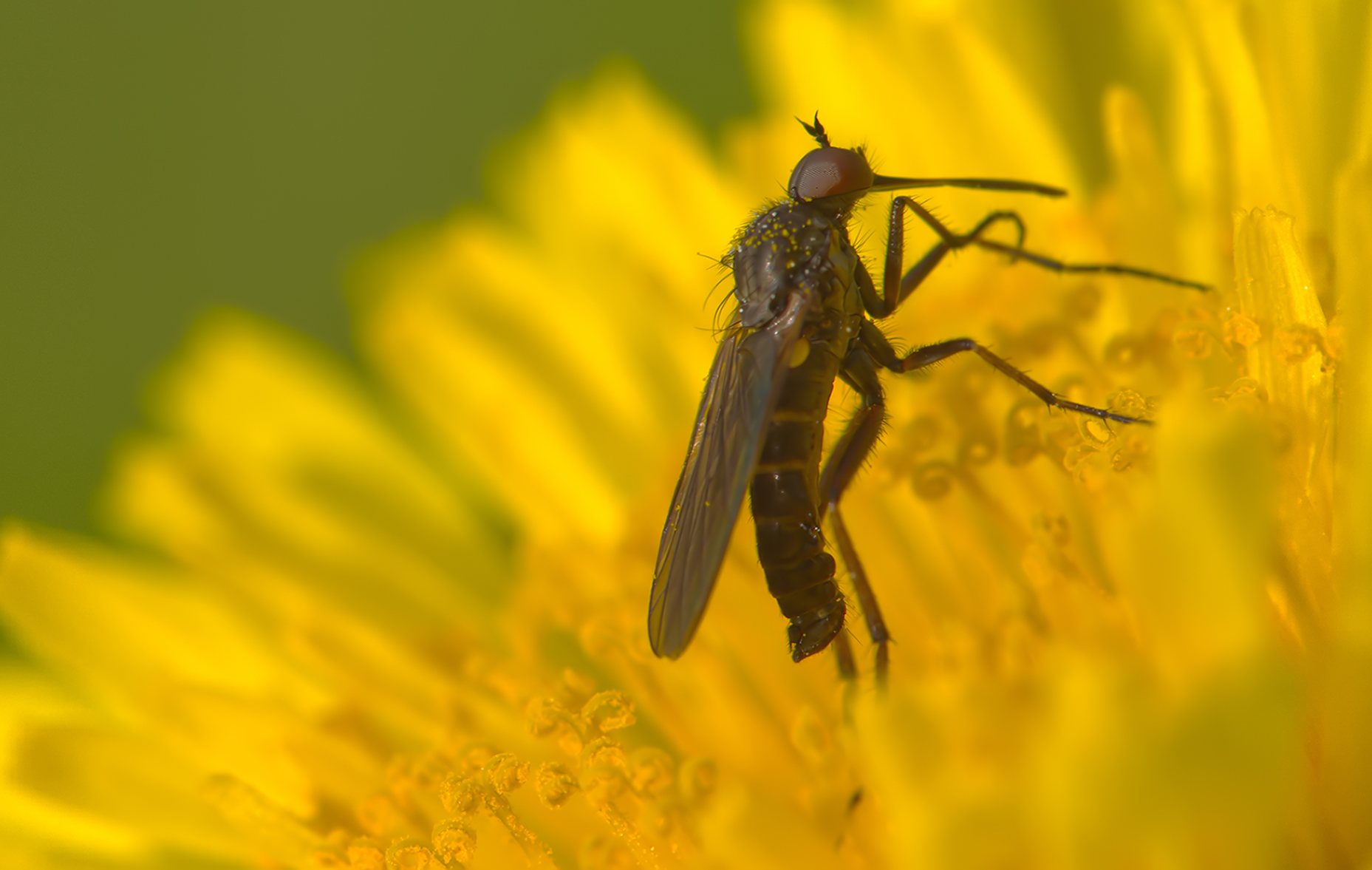Gewürfelte Tanzfliege (Empis tessellata)