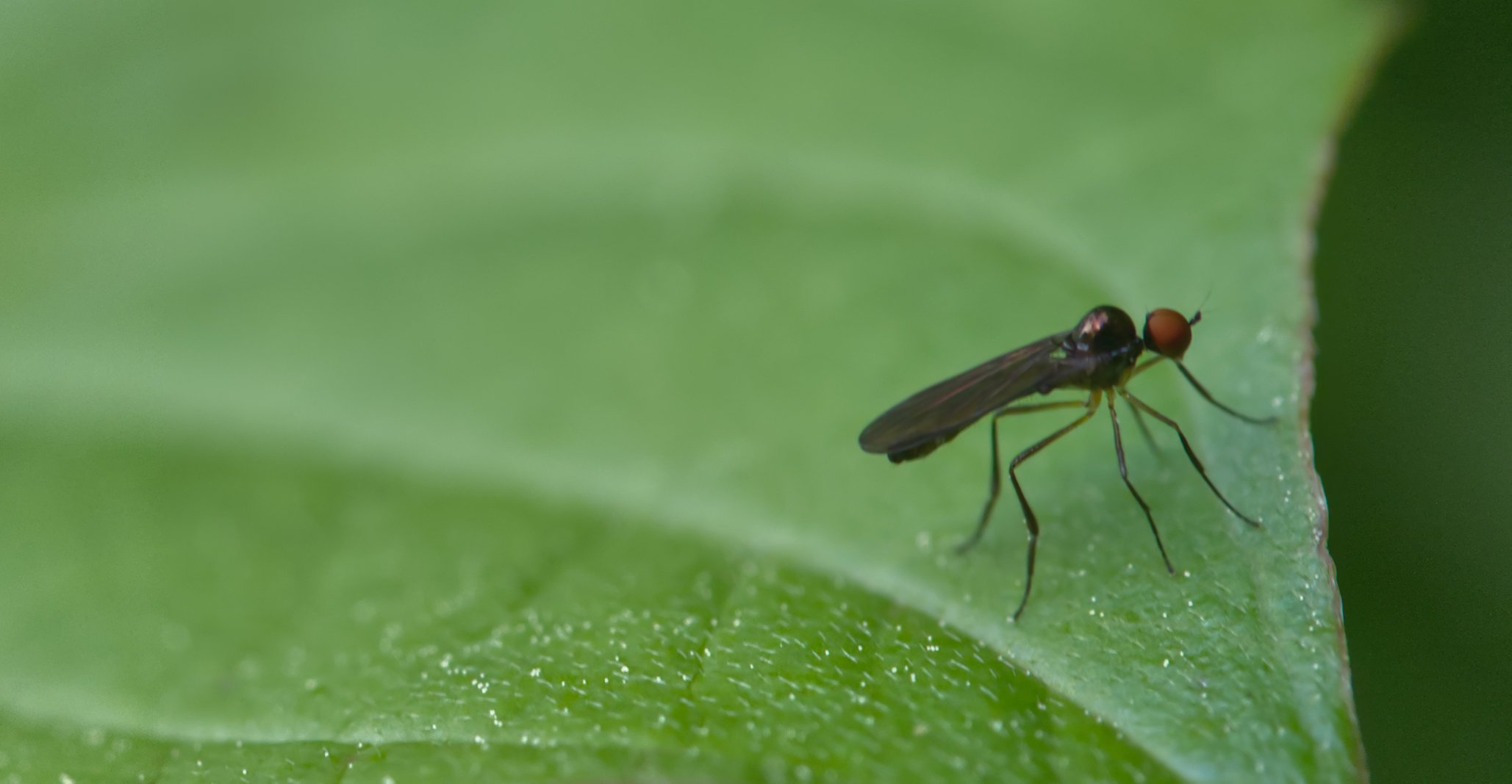 Schwarzfüßige Tanzfliege (Empis nigritarsis)