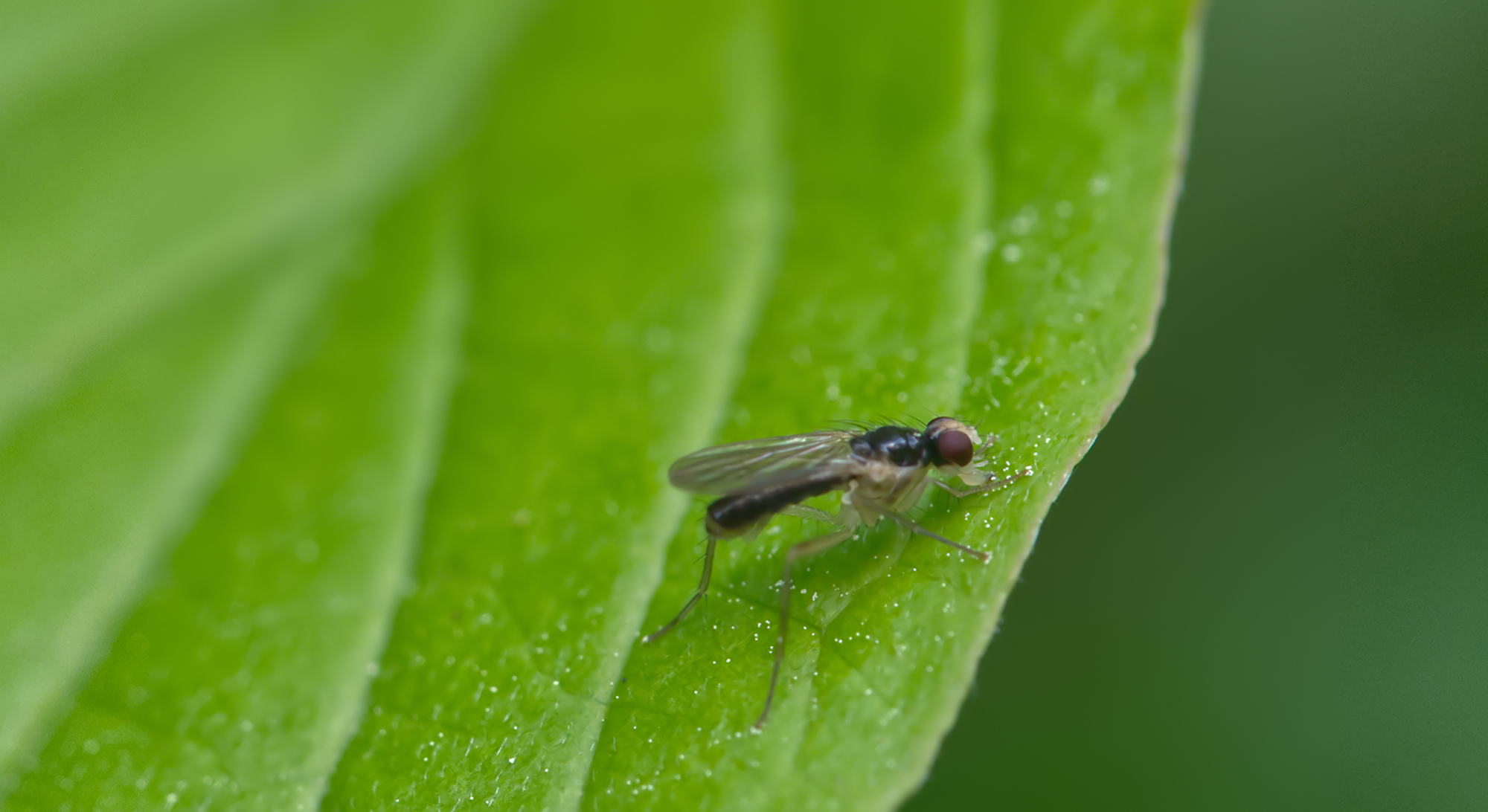 Dungfliege (Cordilura albipes)