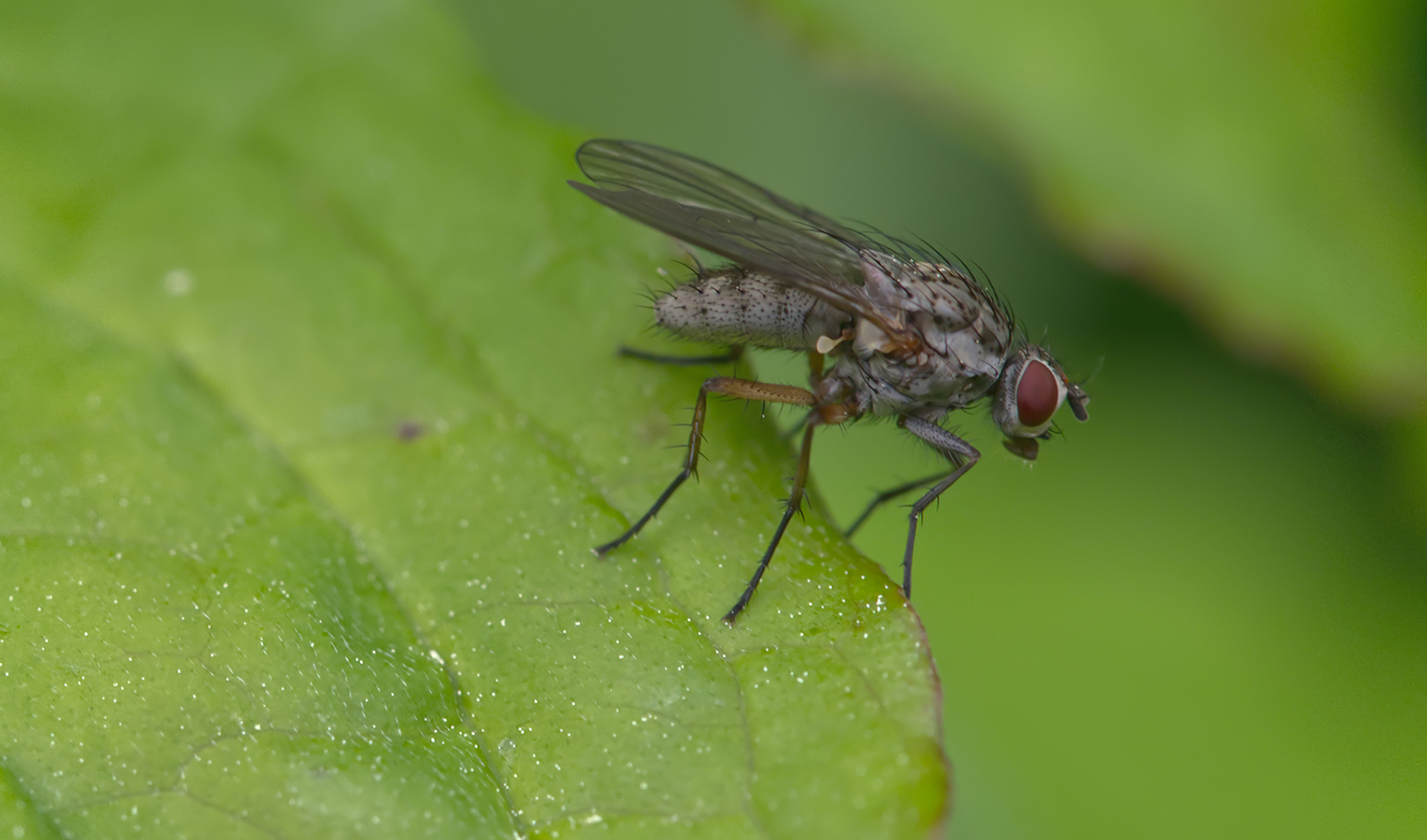 Echte Fliege (Phaonia fuscata)