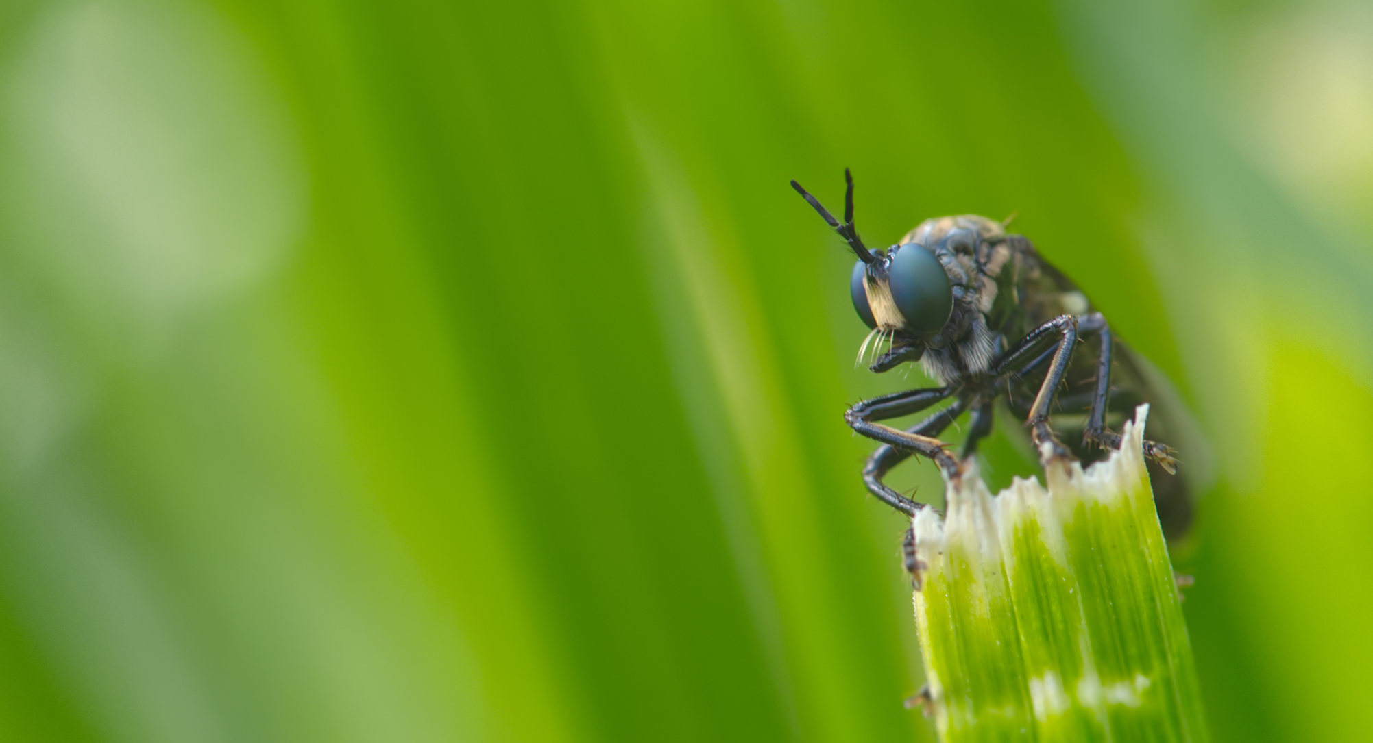 Schwarze Habichtsfliege02 (Dioctria atricapilla)