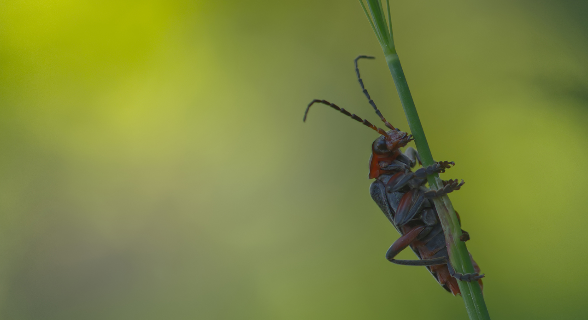 Gemeiner Weichkäfer (Cantharis fusca)