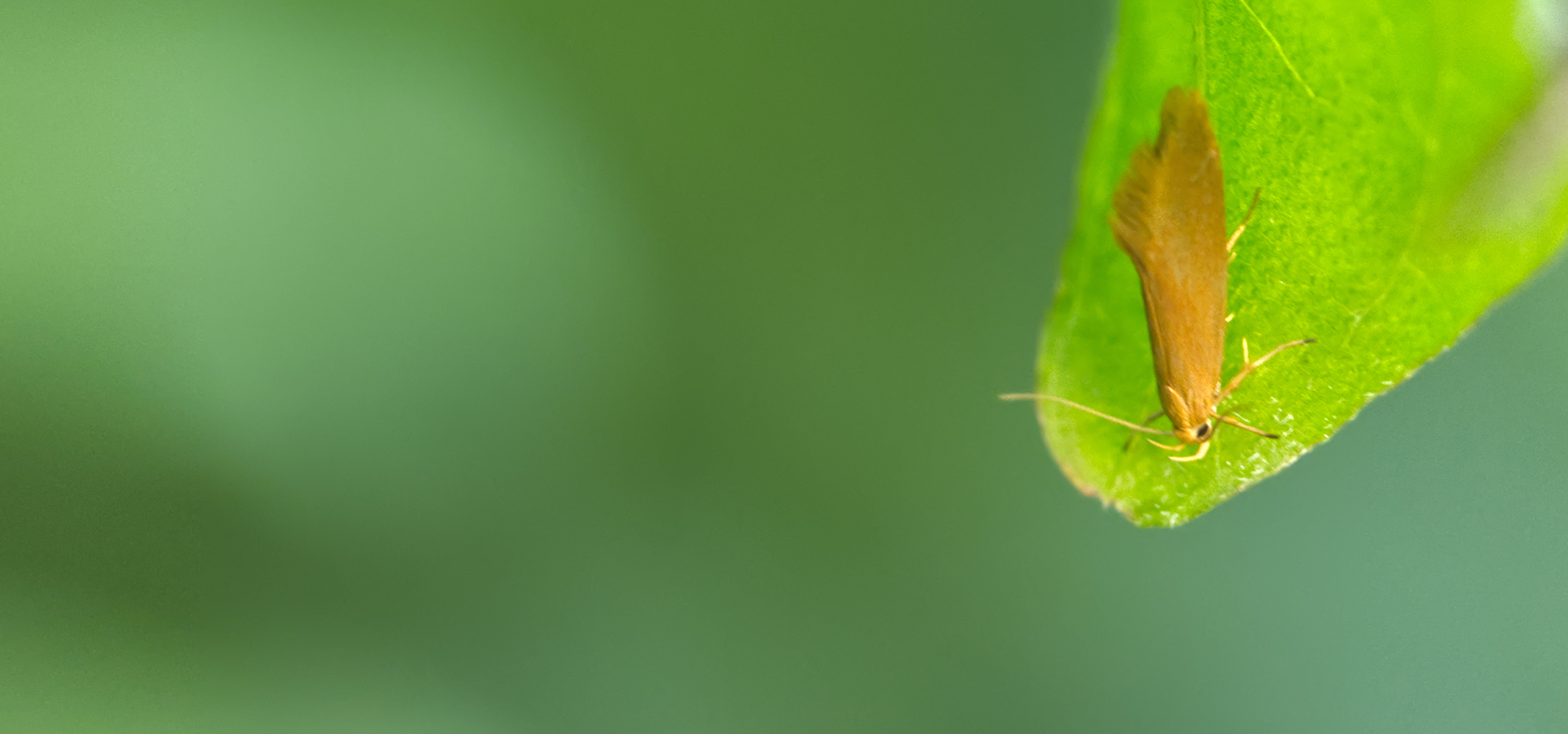 Palpenmotte (Helcystogramma rufescens)