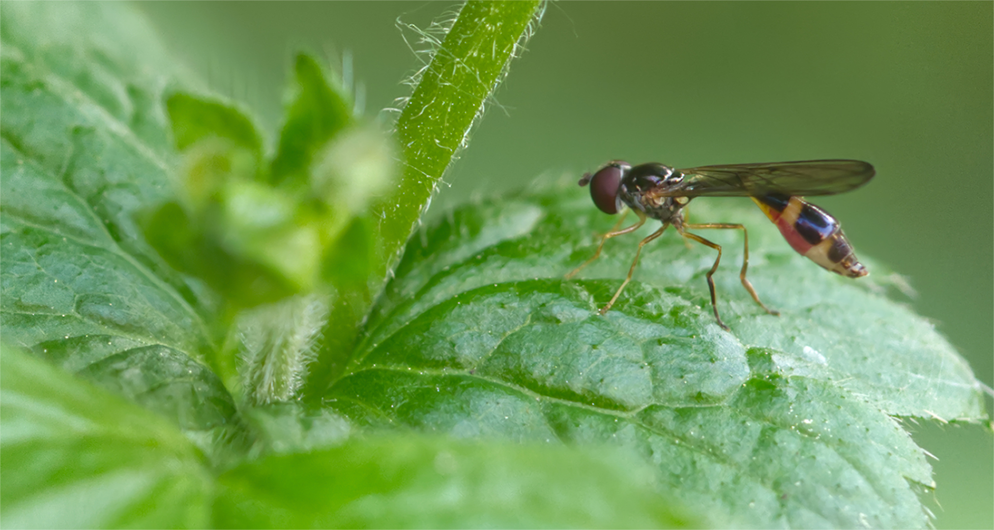 Gemeine Schattenschwebfliege (Baccha elongata)
