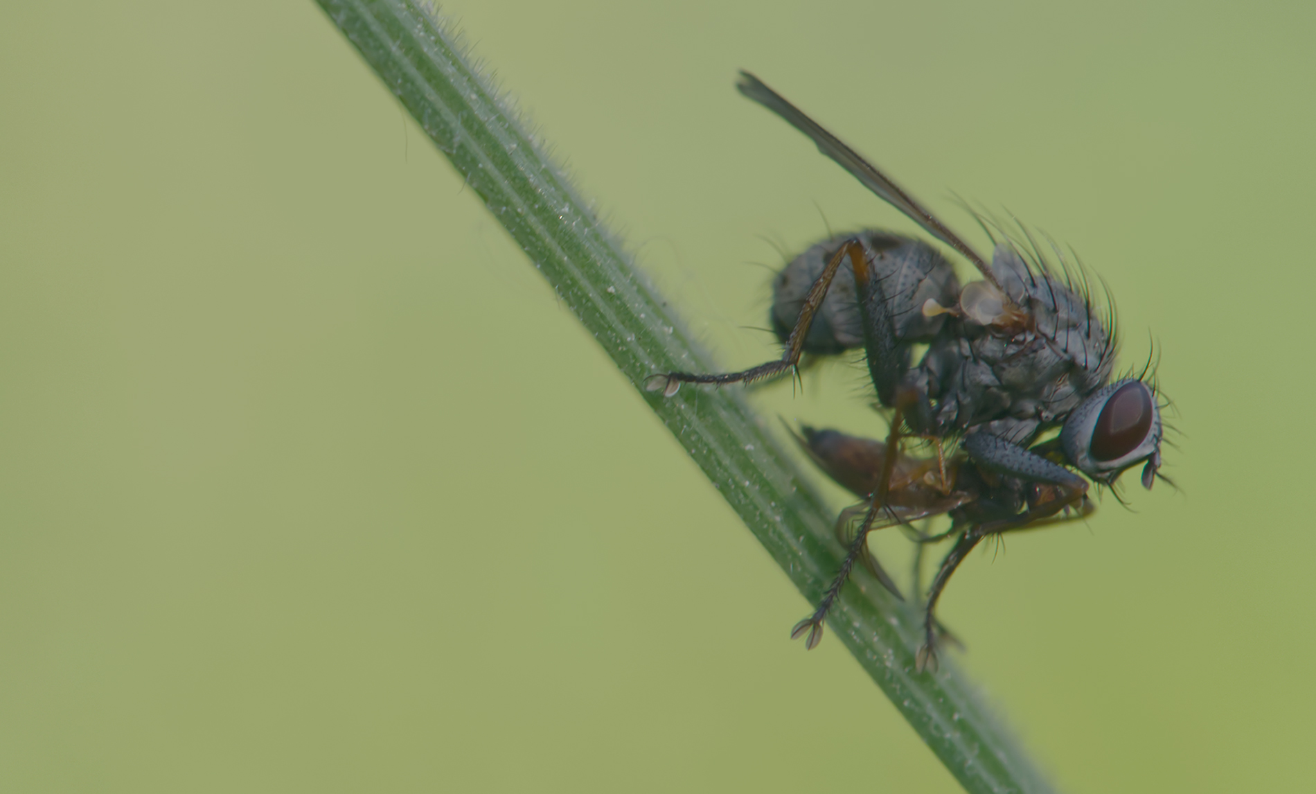 Kleine Raubhausfliege mit Beute (Coenosia tigrina)
