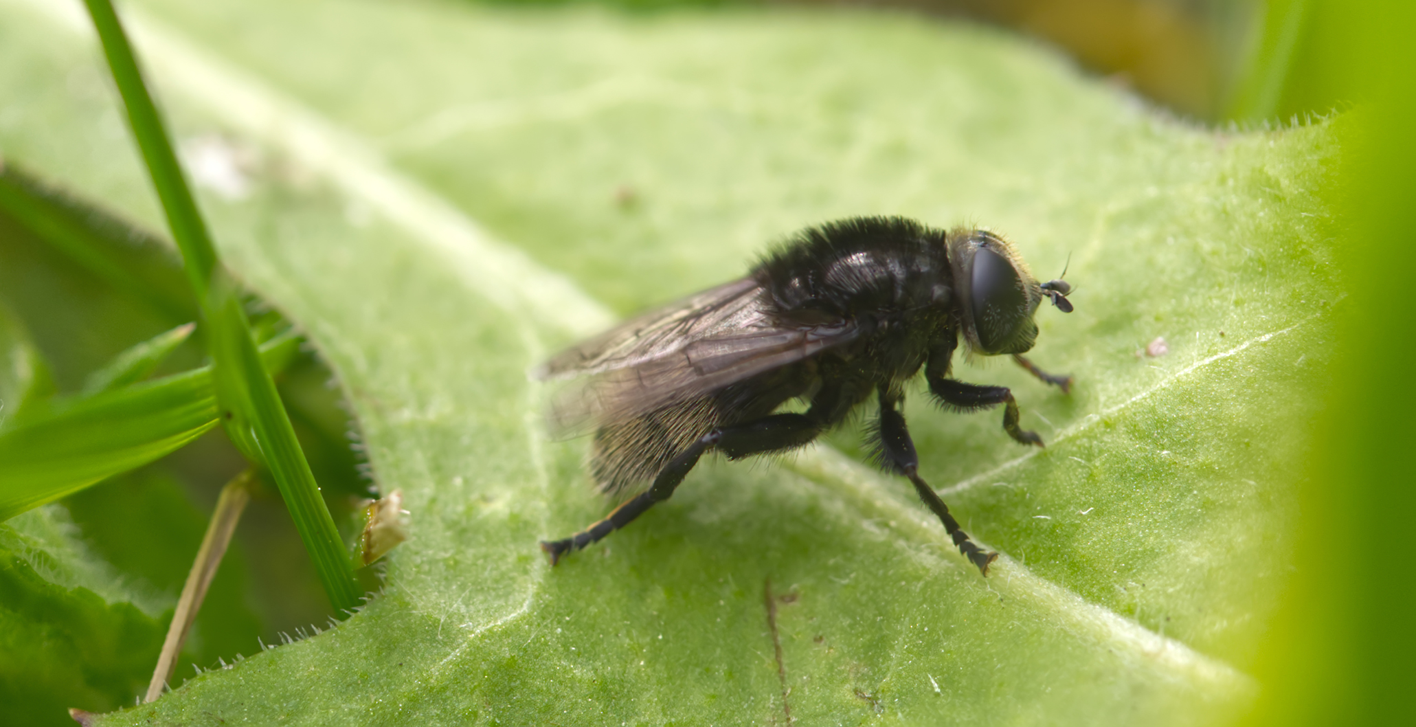 Frühe Hummelschwebfliege (Criorhina ranunculi)