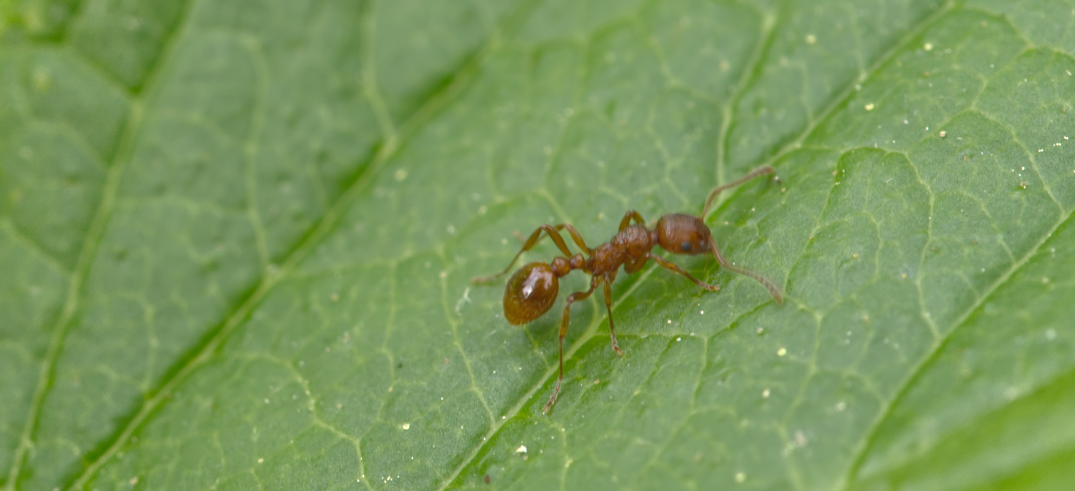 Gelbe Wiesenameise01 (Lasius flavus)