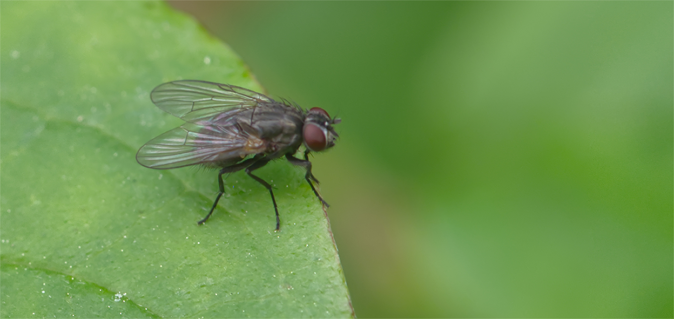 Echte Fliege (Muscina levida)