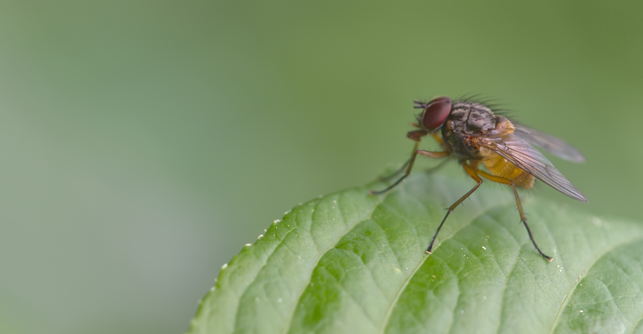 Echte Fliege (Phaonia rufiventris)