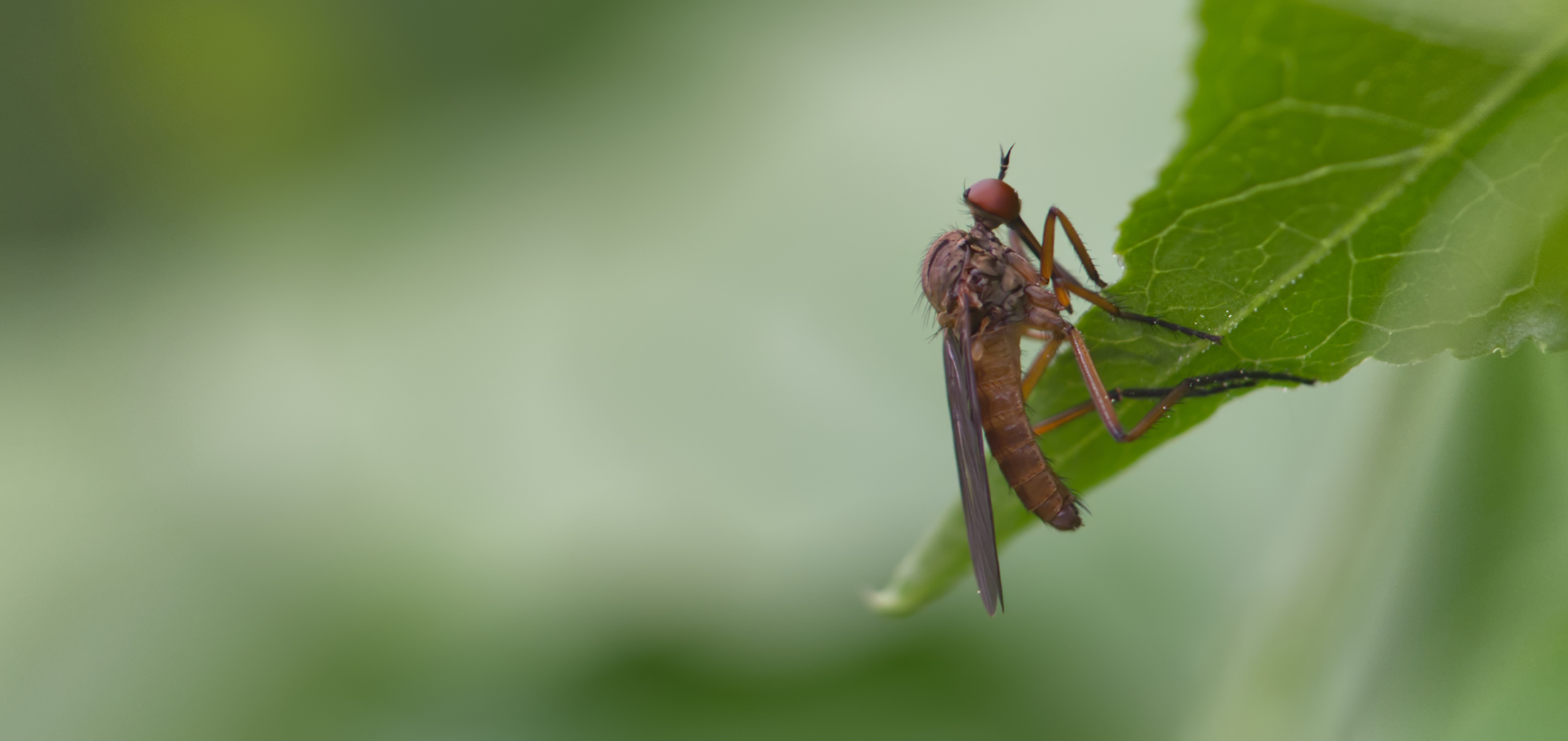 Helle Tanzfliege02 (Empis livida)
