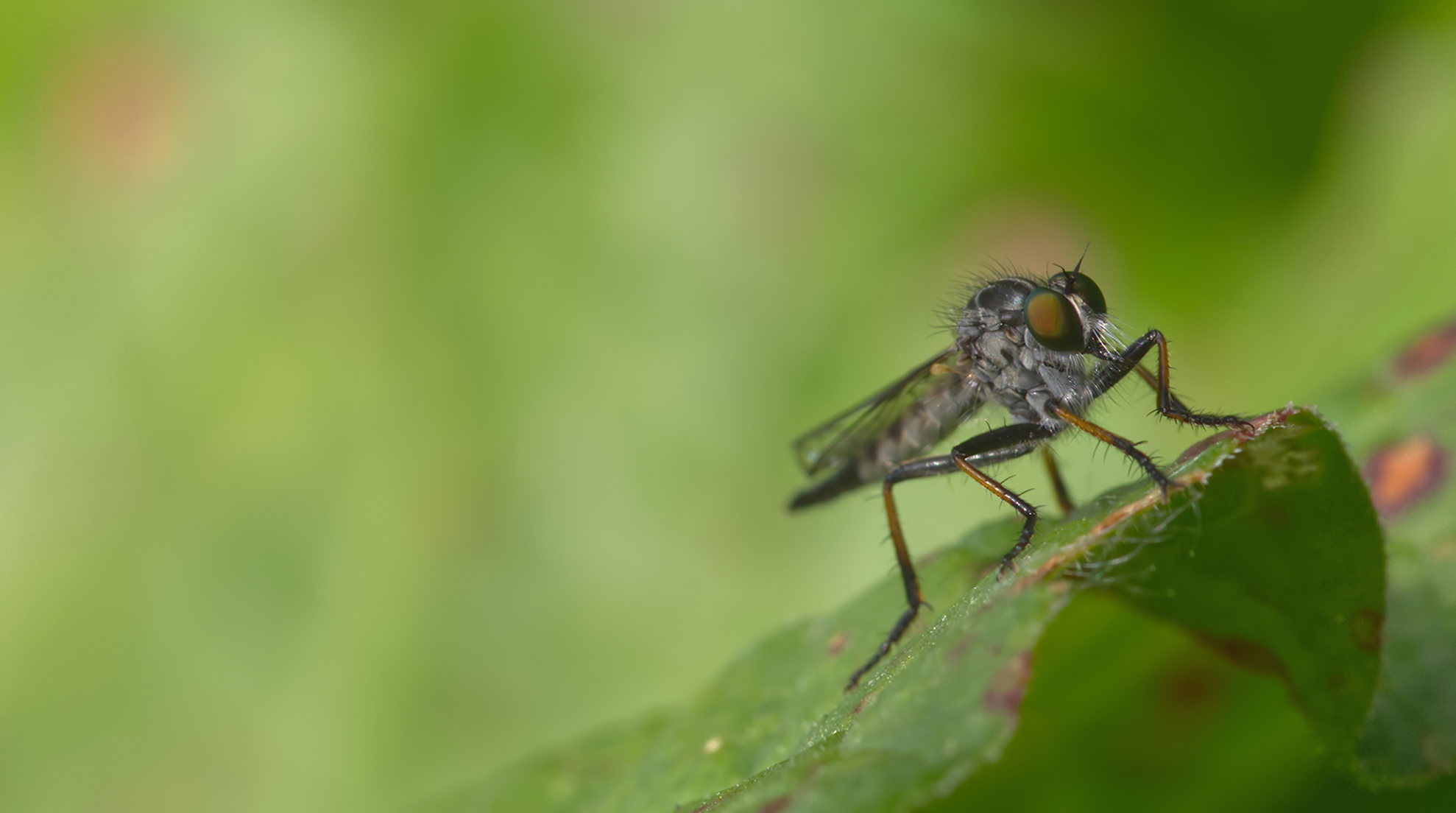 Knoten-Strauchdieb (Neoitamus cothurnathus)