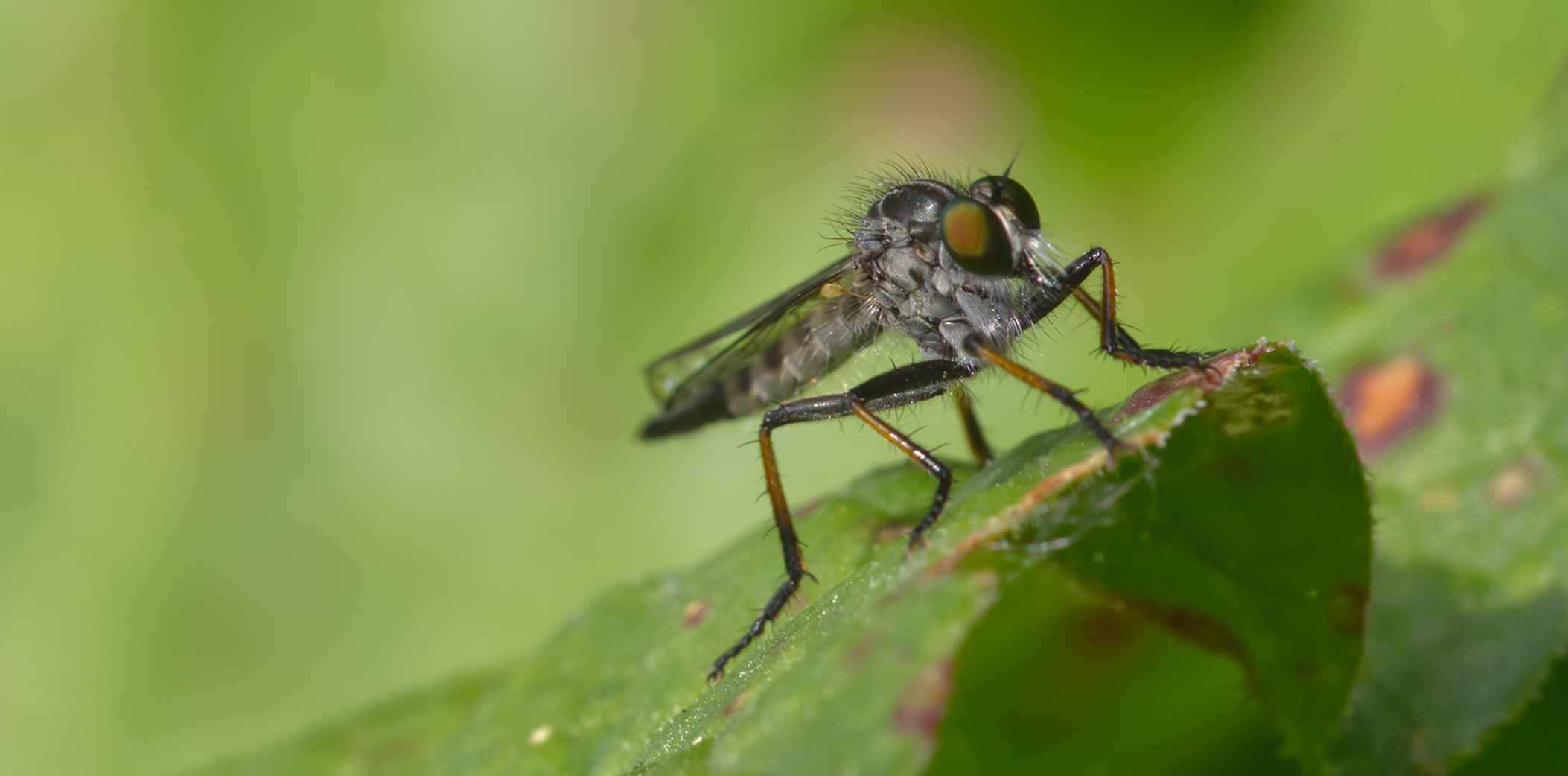 Knoten-Strauchdieb (Neoitamus cothurnathus)