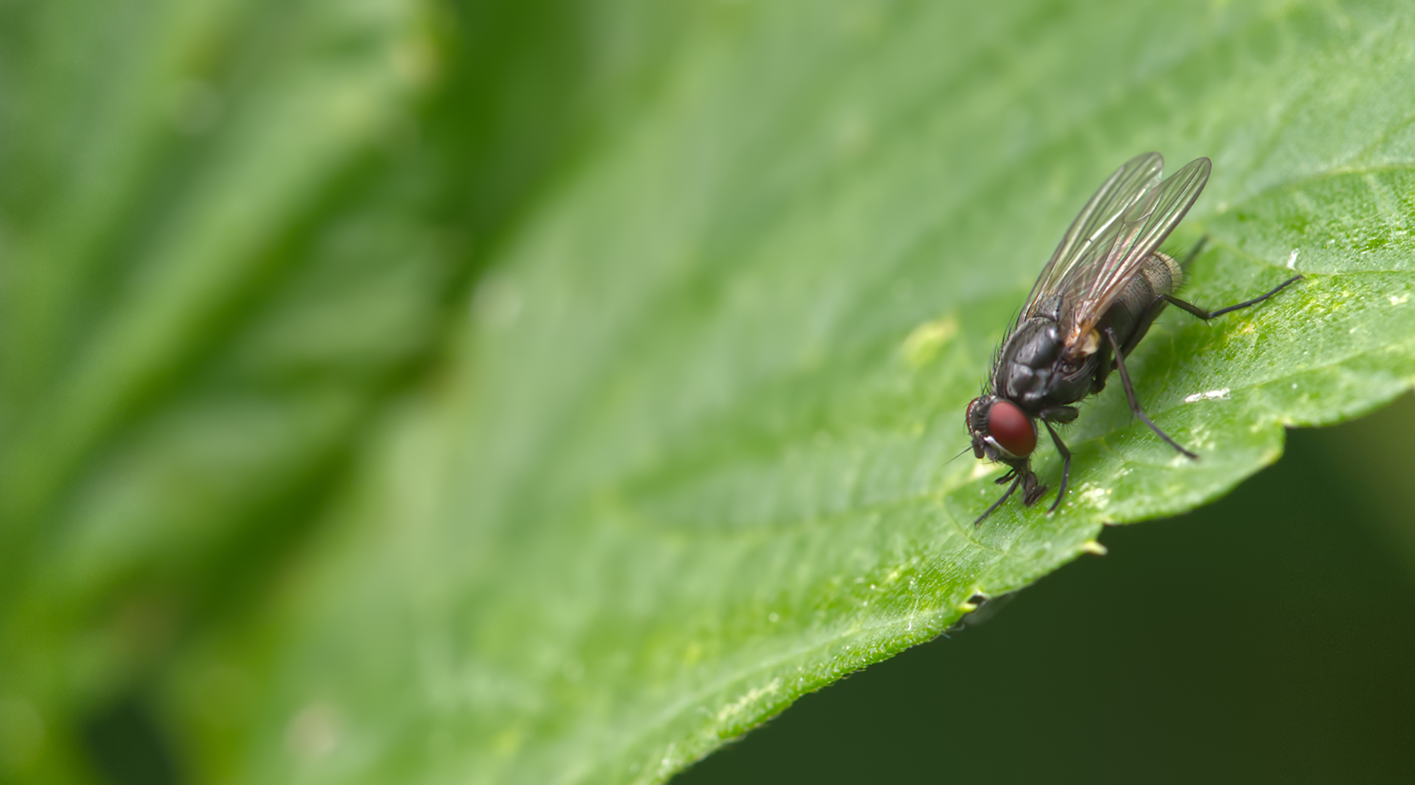 Echte Fliege (Thricops nigrifrons)