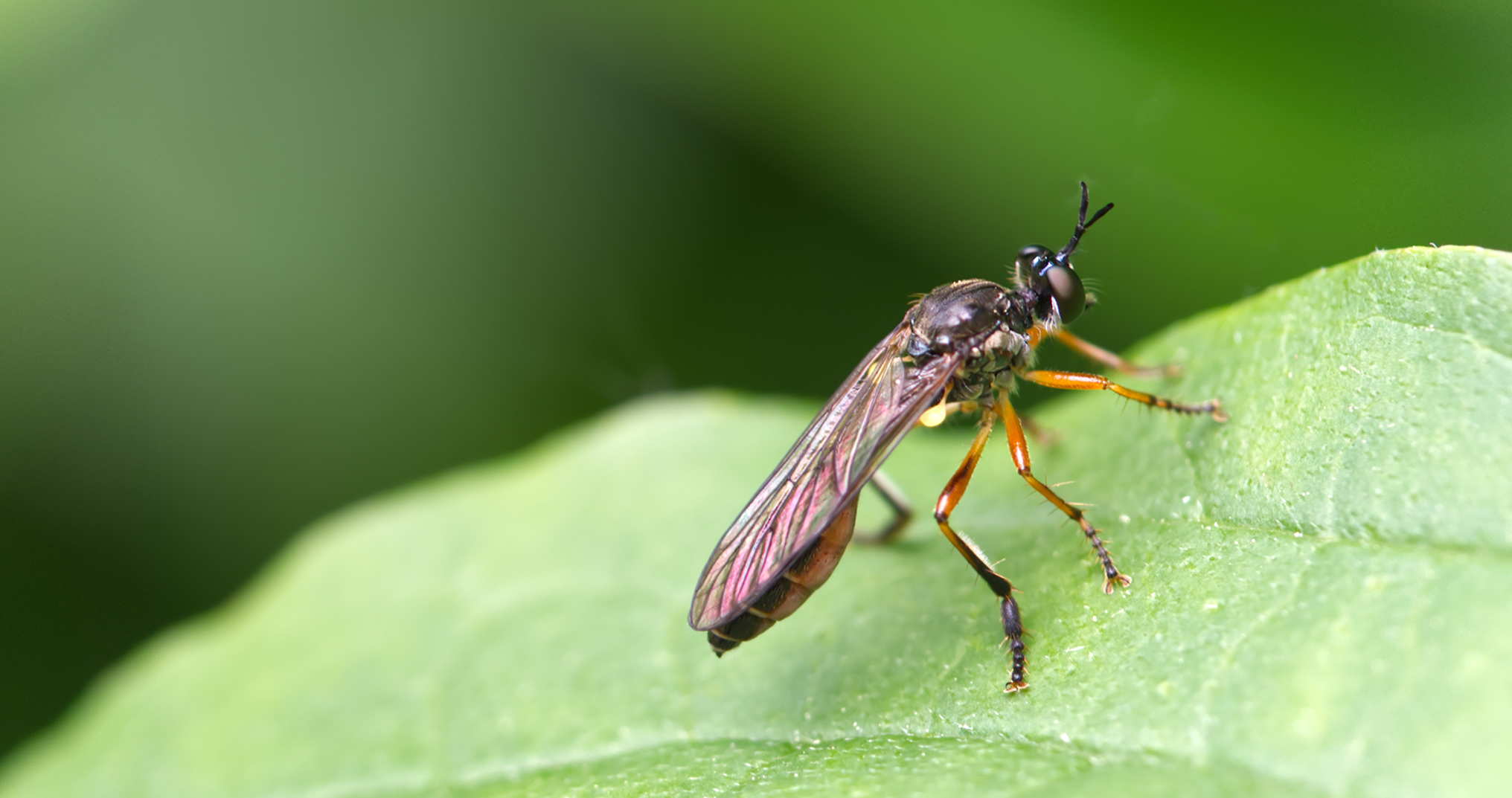 Gemeine Habichtsfliege (Dioctria hyalipennis)