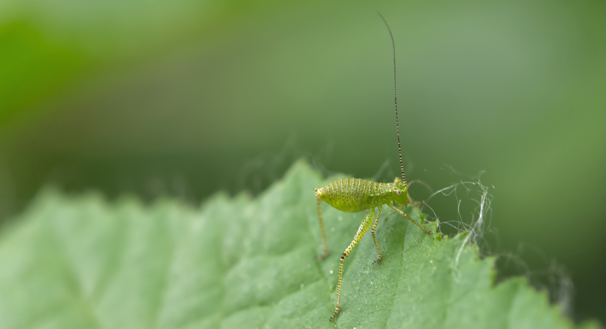 Punktierte Zartschrecke Nymphe (Leptophyes punctatissima)