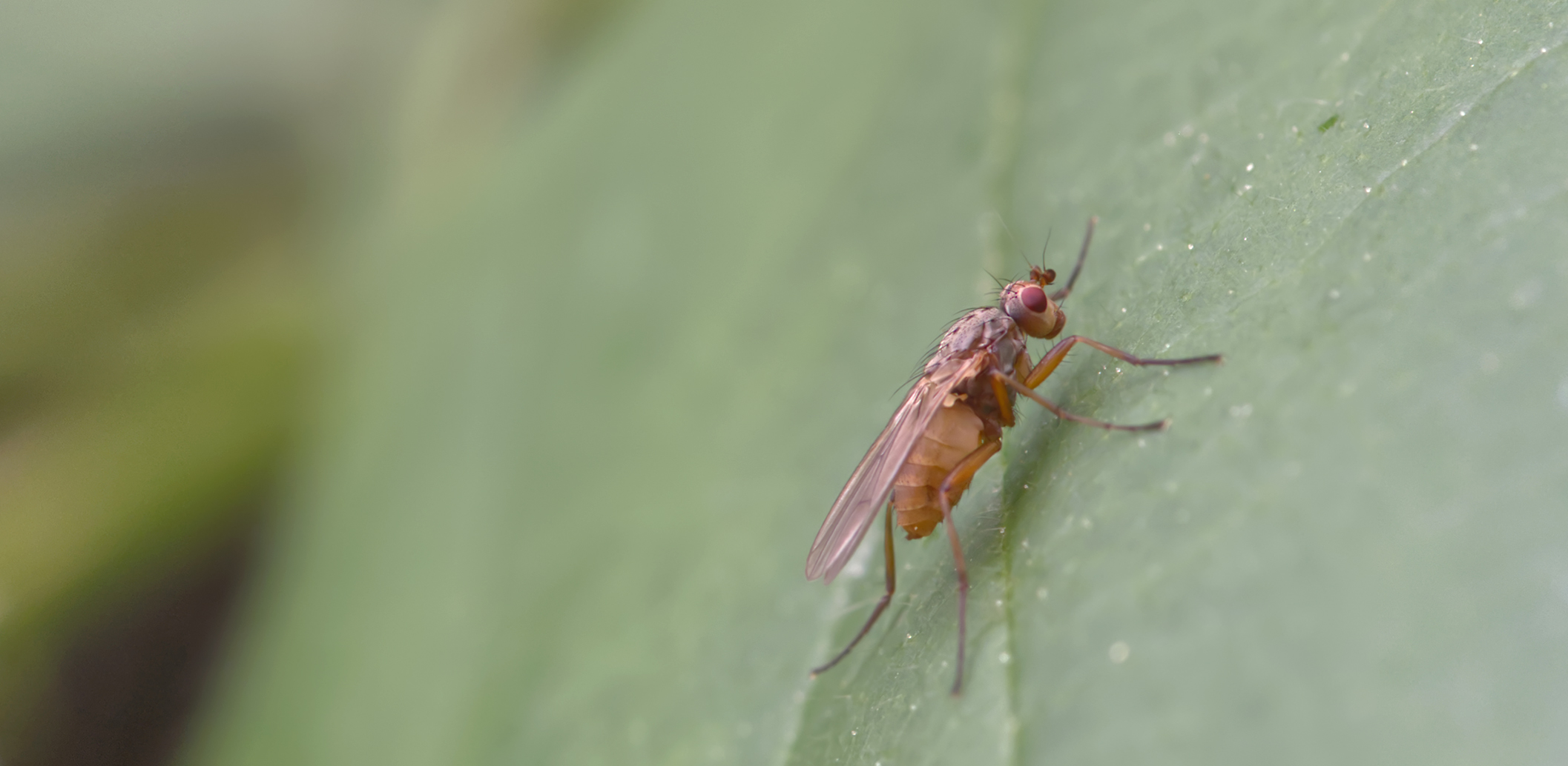 Dungfliege (Scathophaga inquinata)