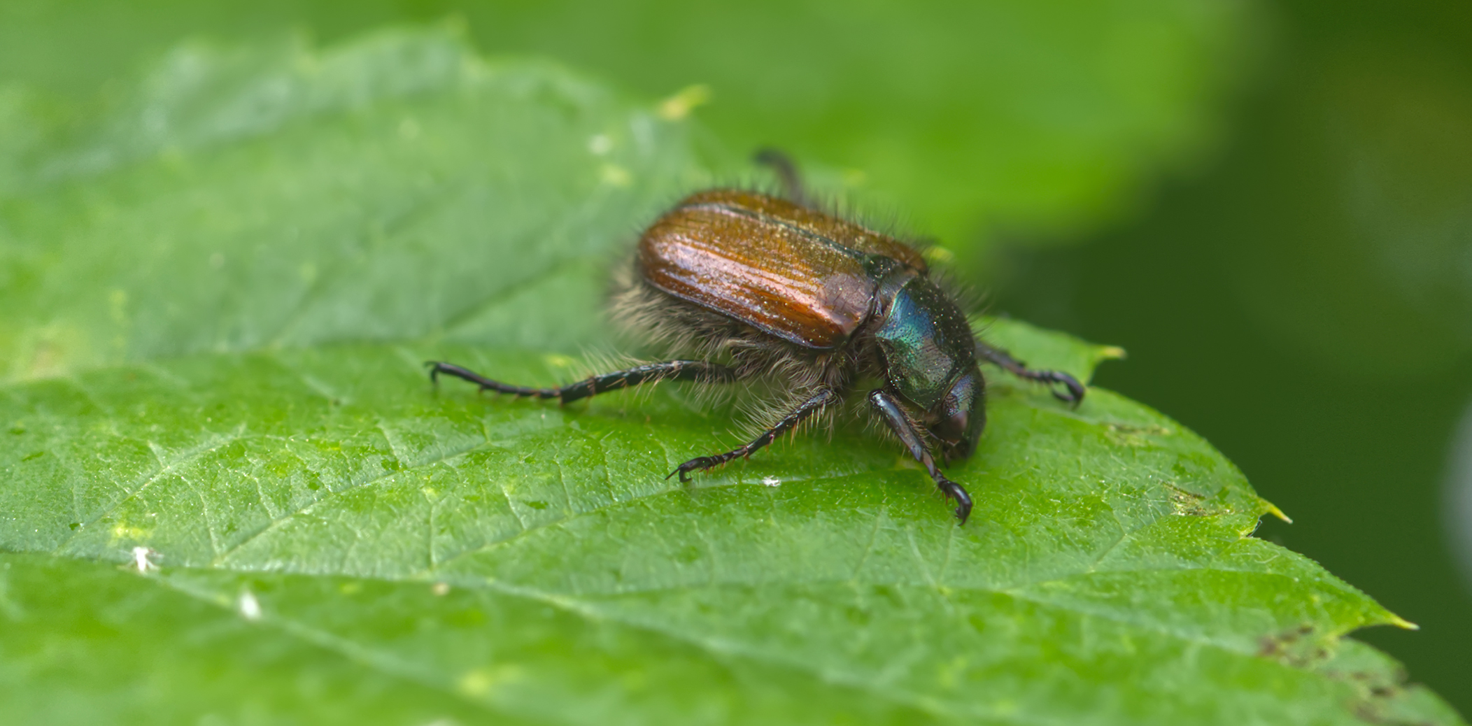 Gartenlaubkäfer (Phyllopertha horticola)